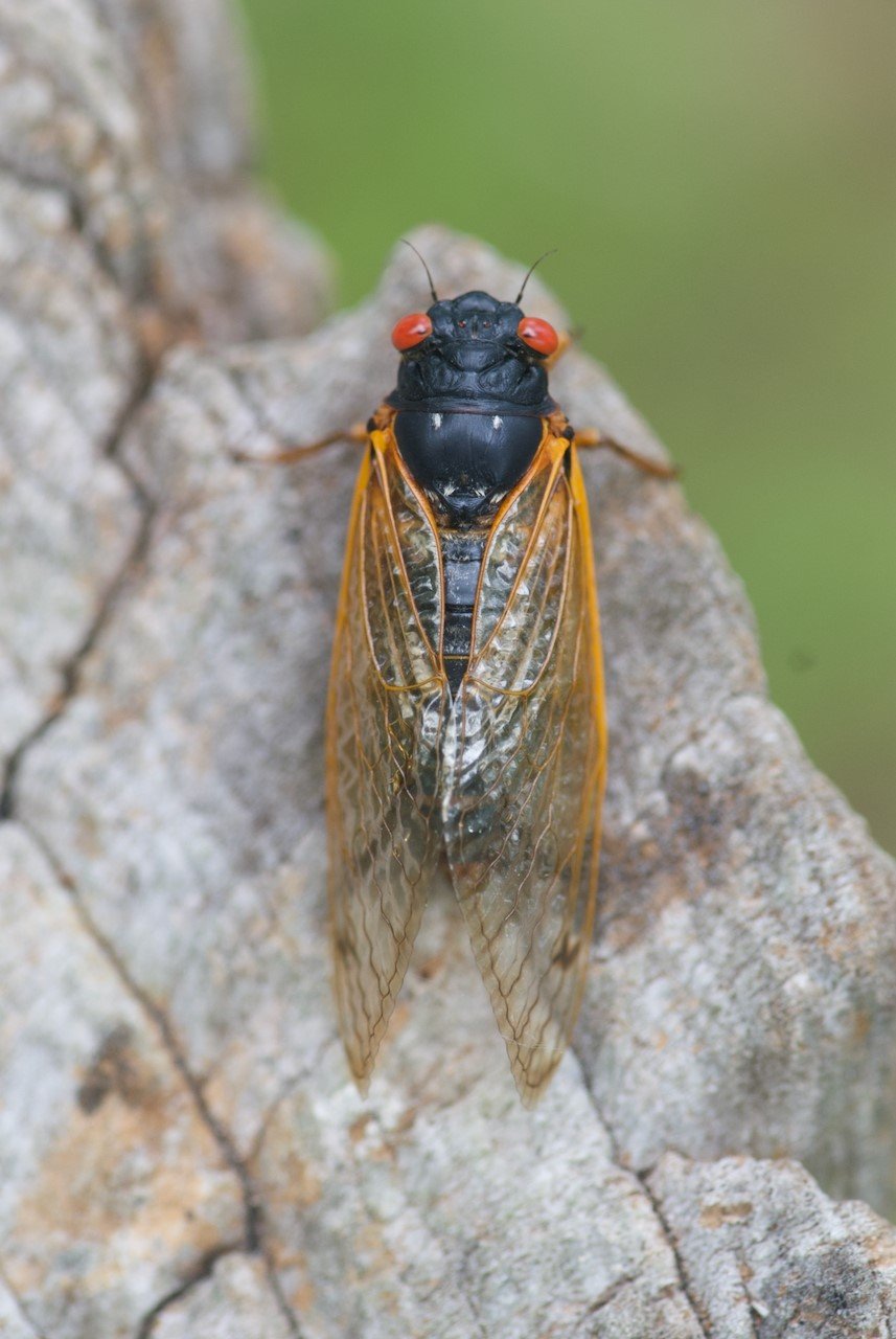 Cicada by Austin Jenkins