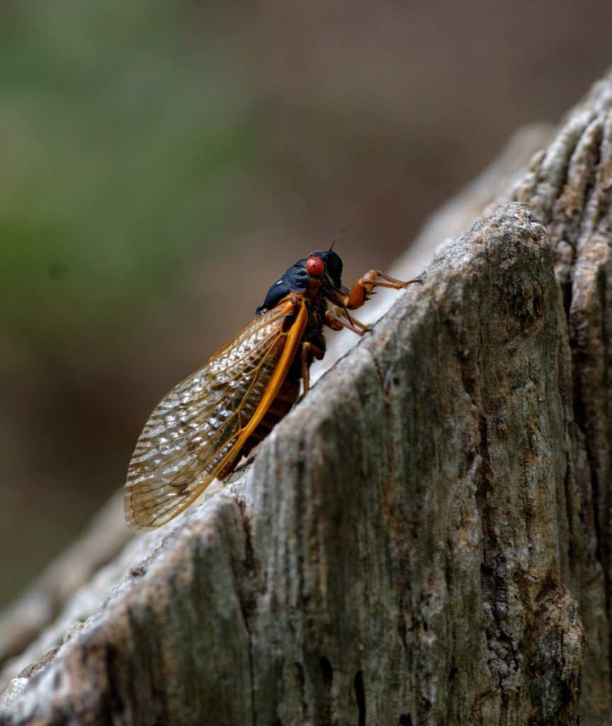 Cicada by Austin Jenkins