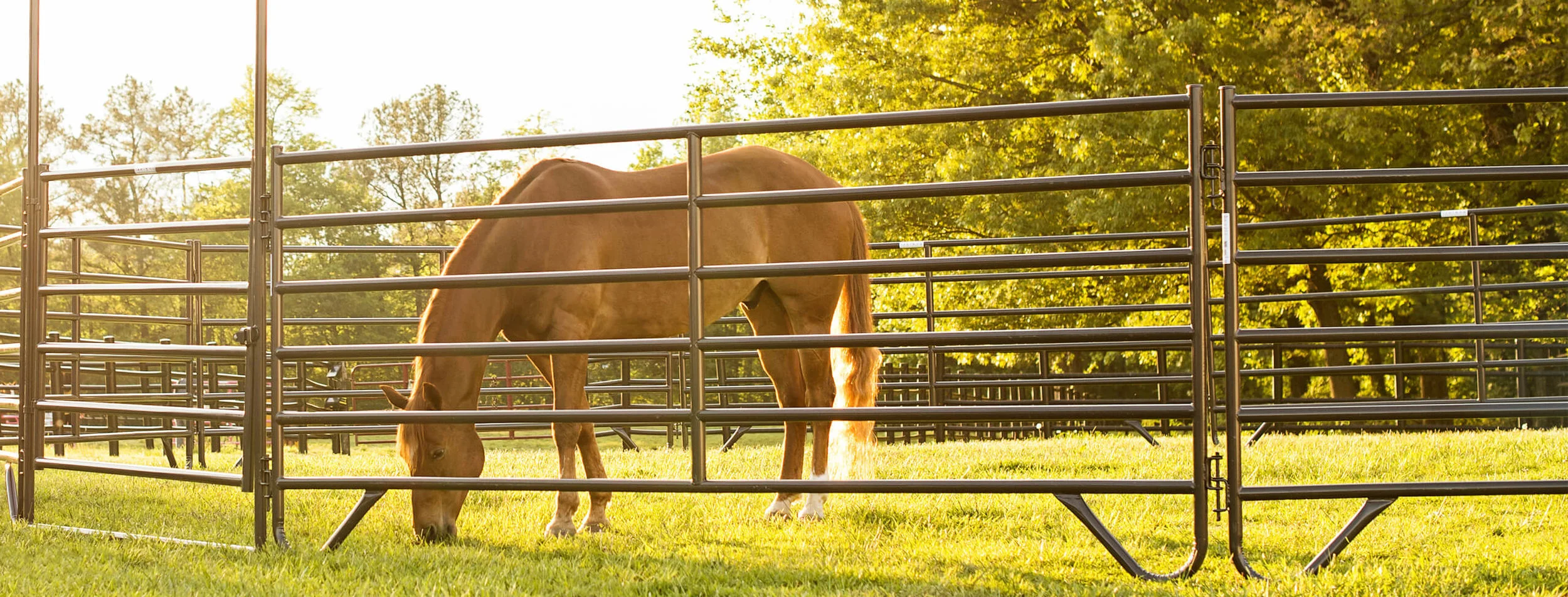 tarter-equine.jpg