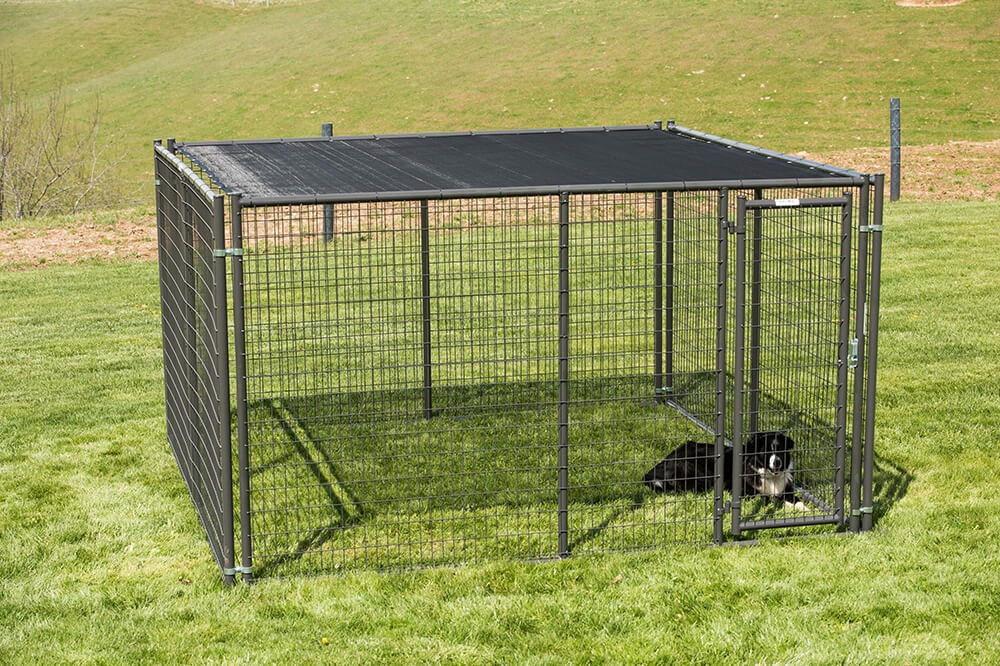 dog-shade.jpg
