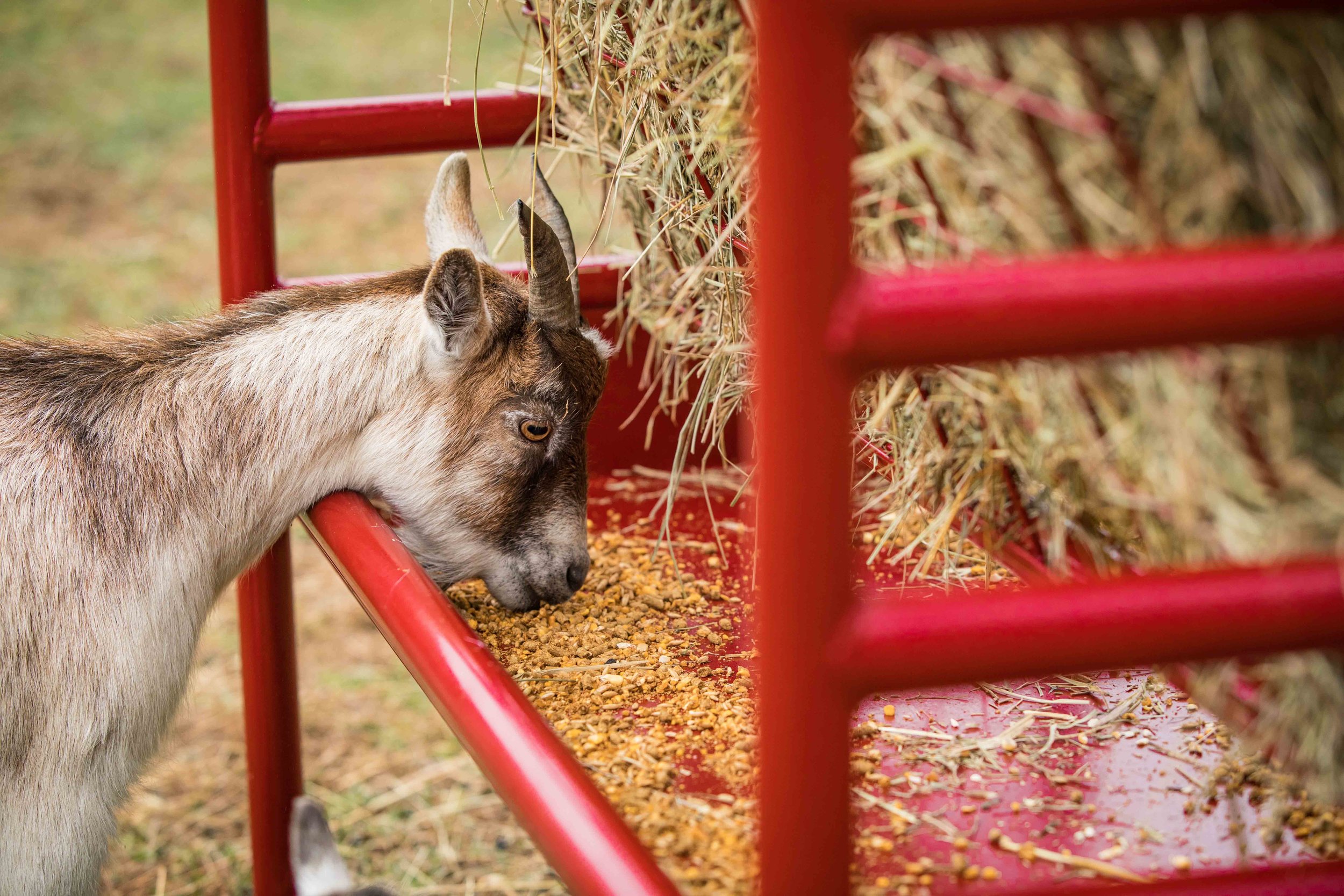 DuraTough Small Animal Feeder — Tarter Farm and Ranch Equipment