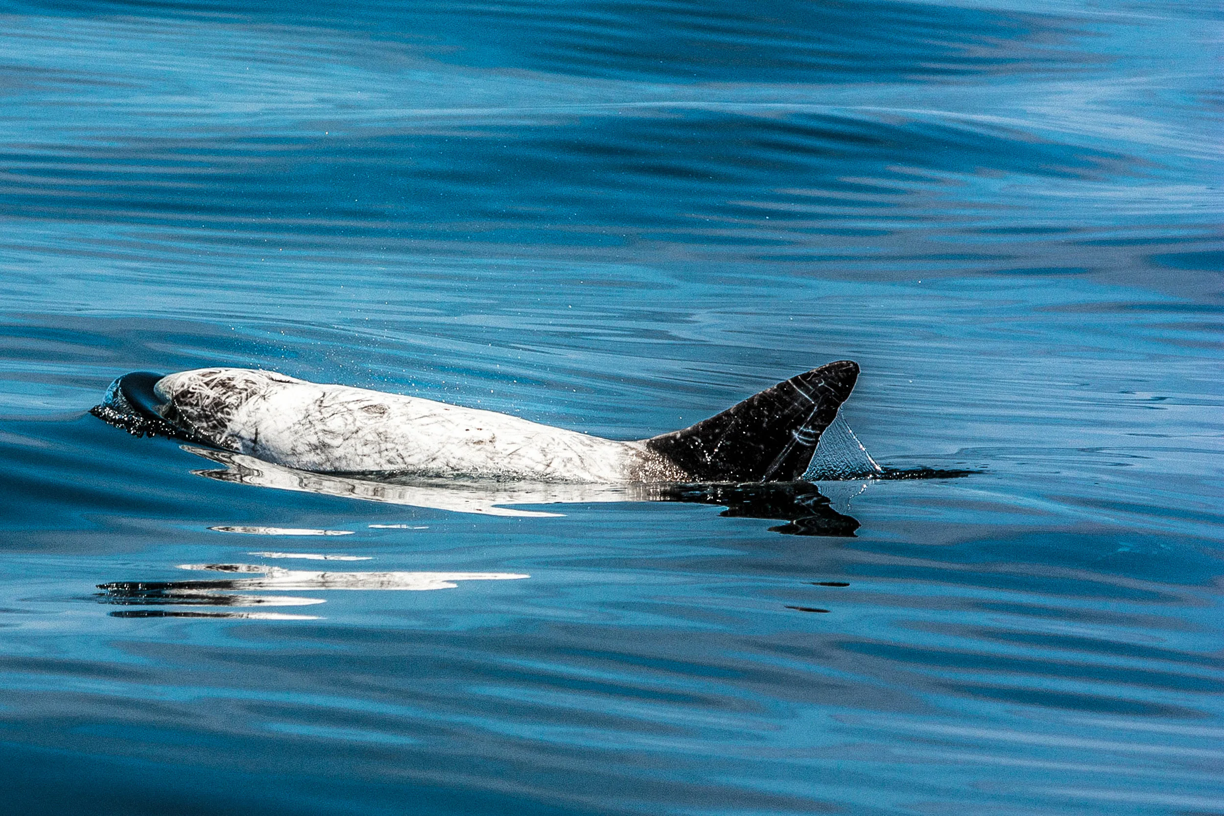 Dolphine_ScarBack.jpg