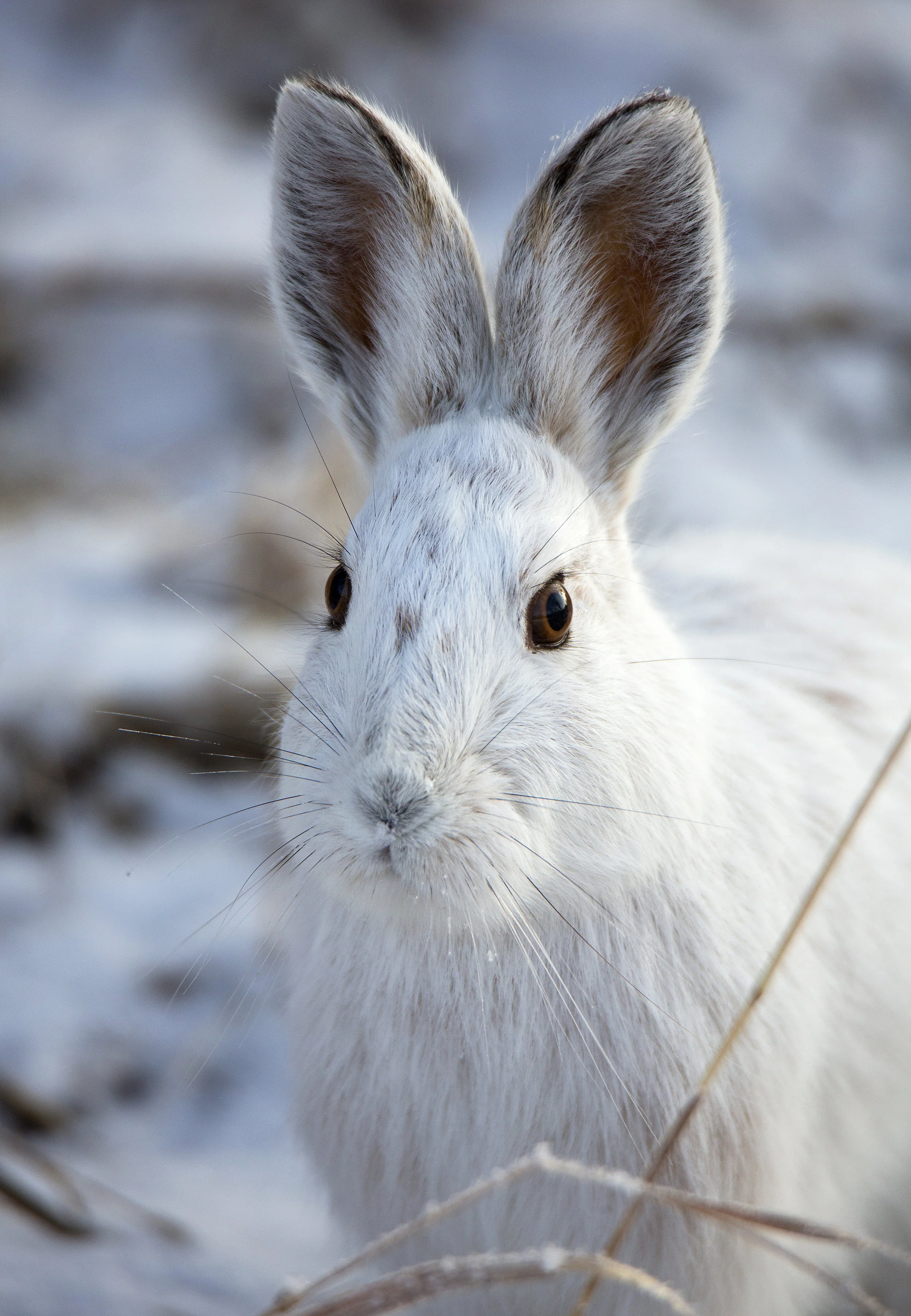 ALL EARS | Snowshoe Hare / Chain Lakes / AB, Canada