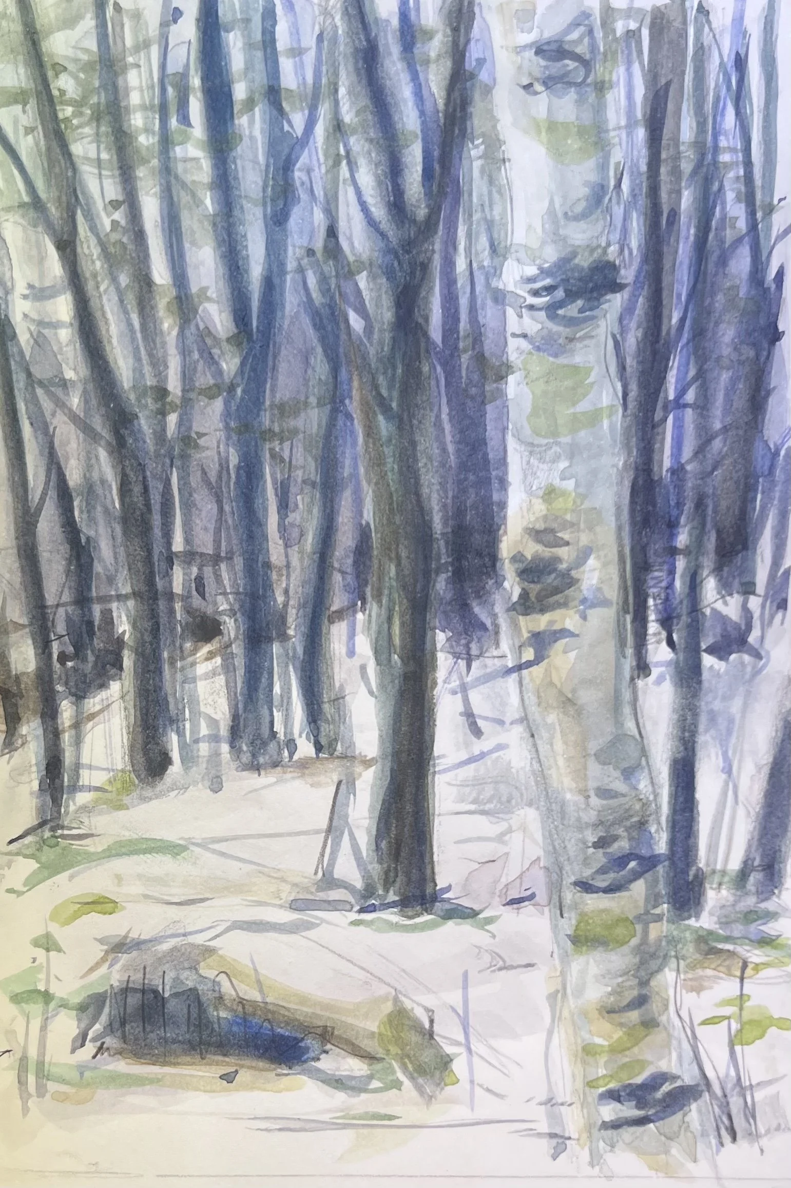 NH Birches.jpg
