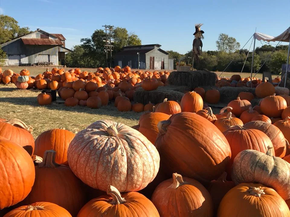 PumpkinPatch-Pumpkins.jpg