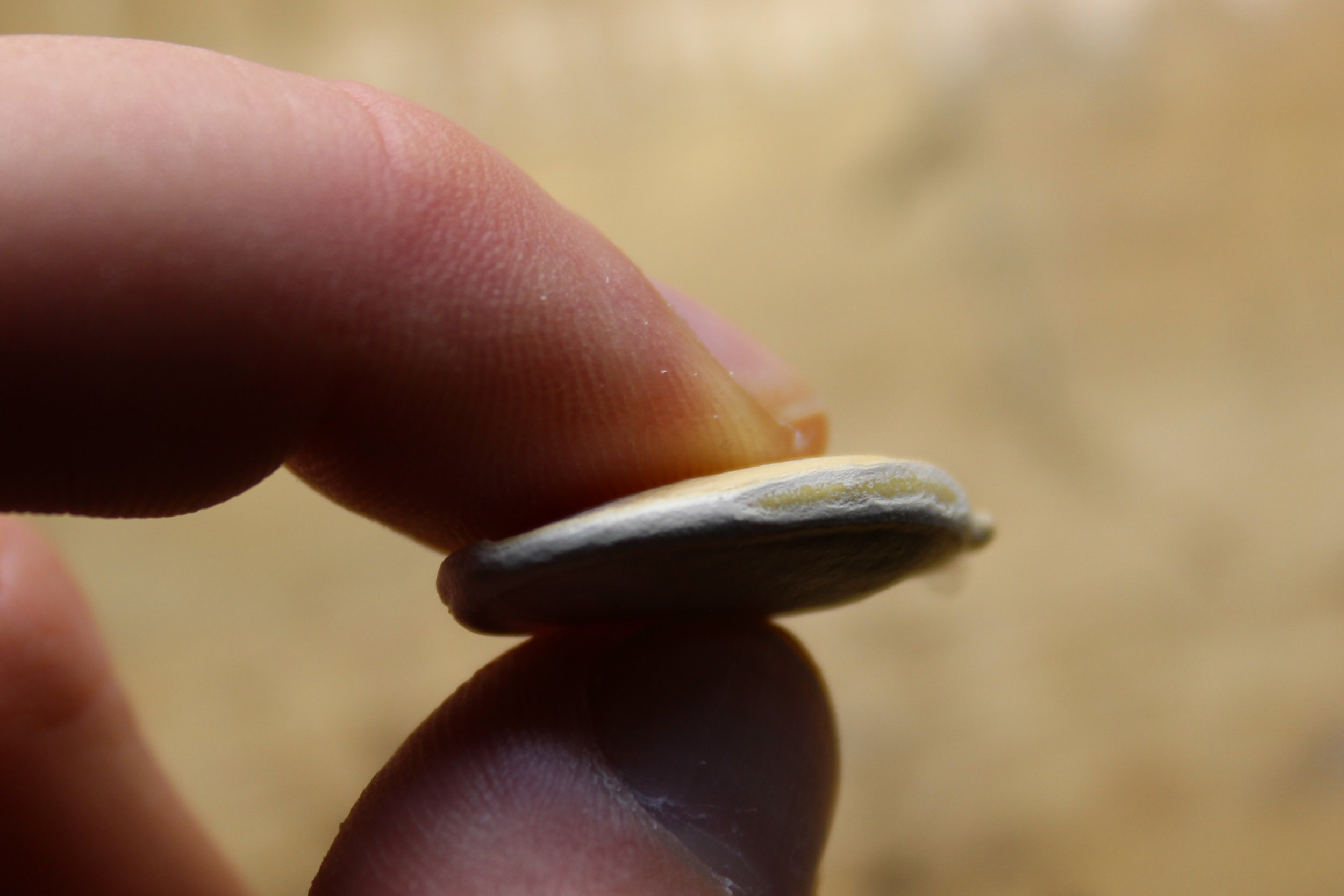Filing down the edges of my giant pumpkin seed