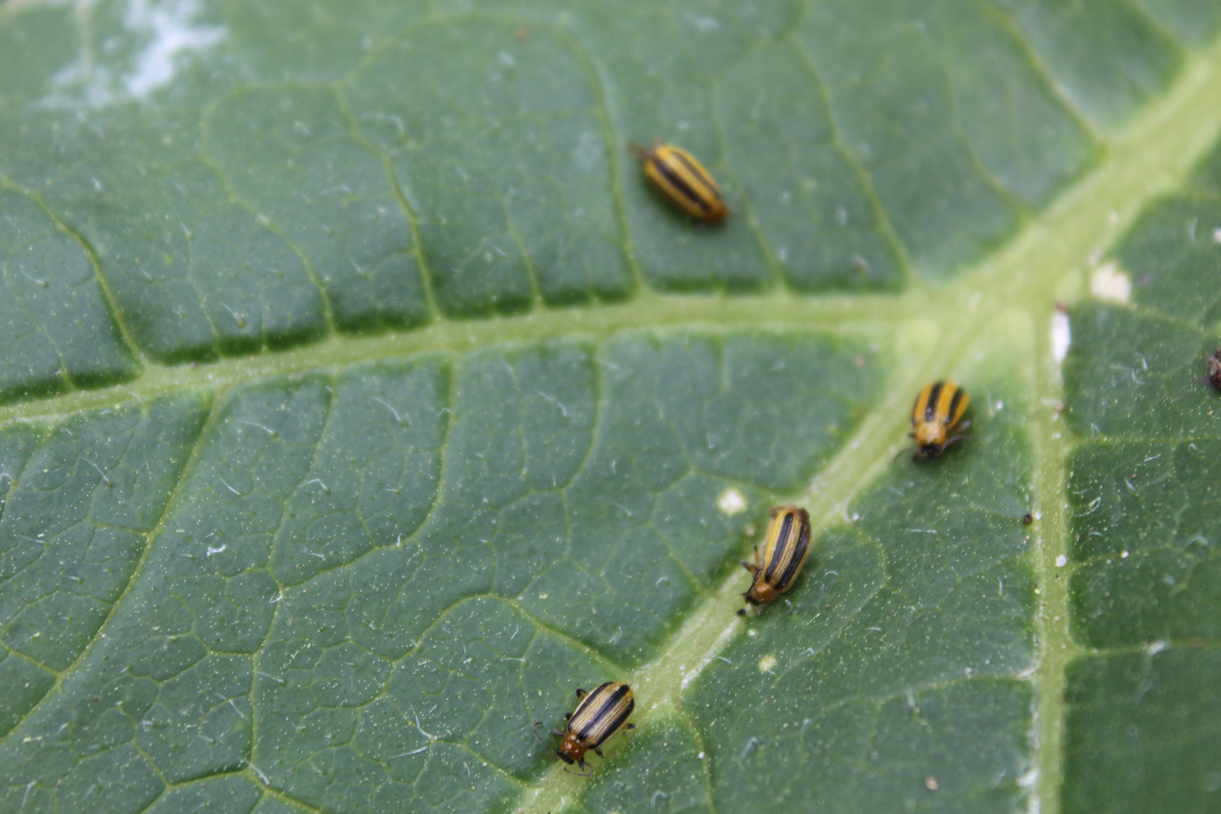 Cucumber beetles on giant pumpkin leaf