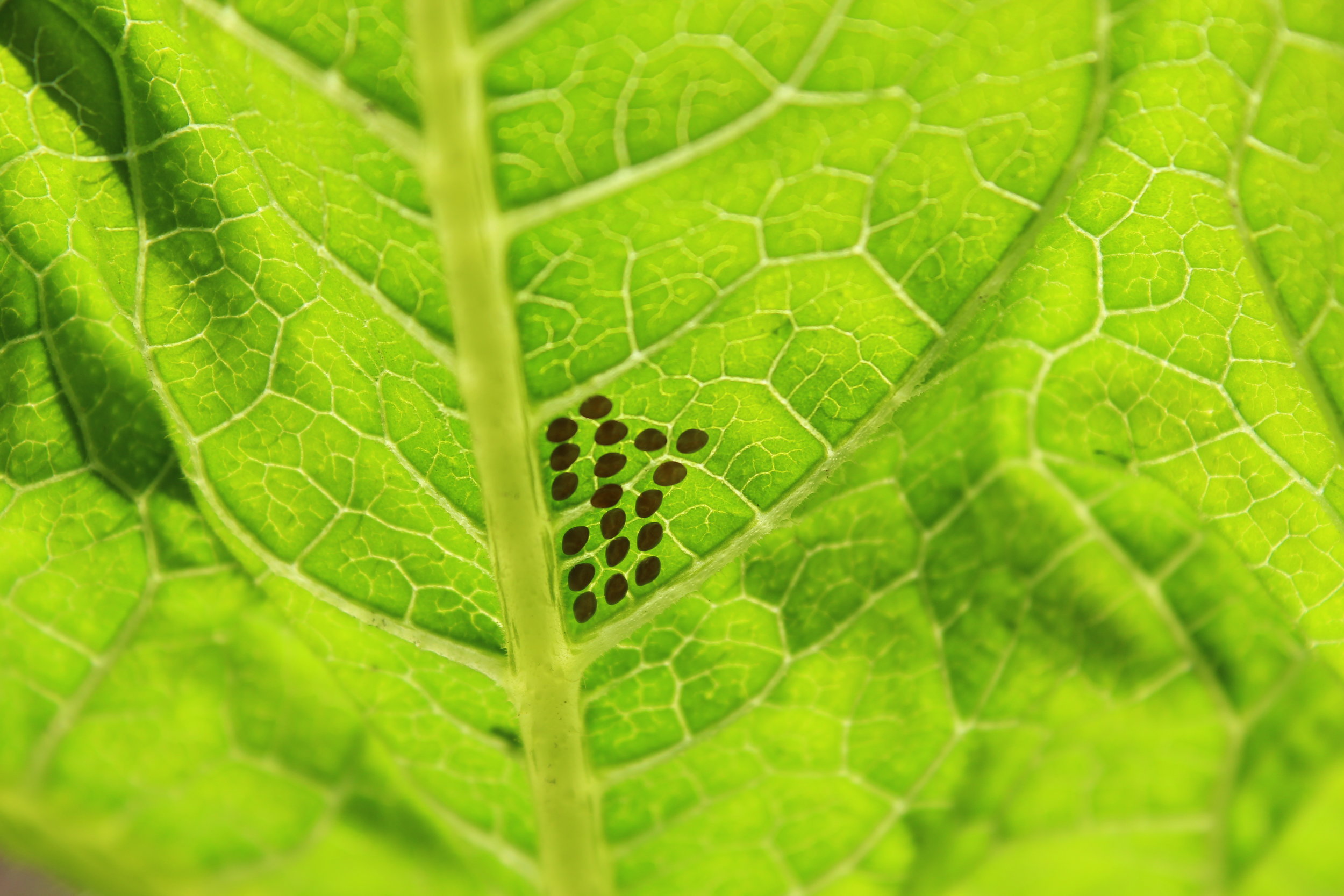 Squash bug eggs on the underside of a giant pumpkin leaf