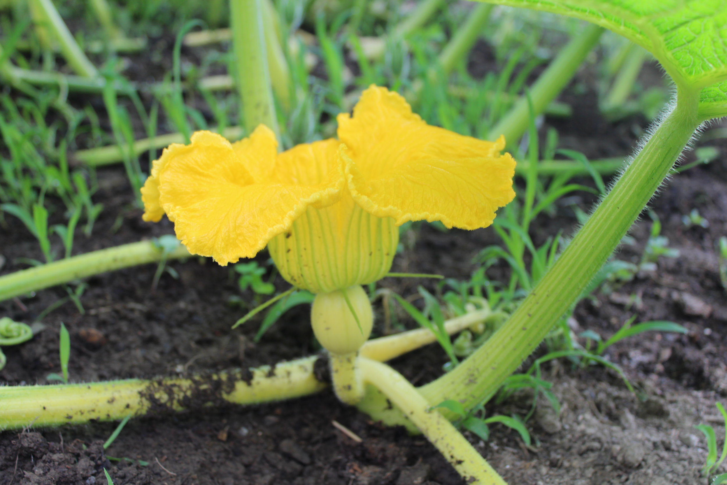 Giant pumpkin female flower opened up and ready for pollination