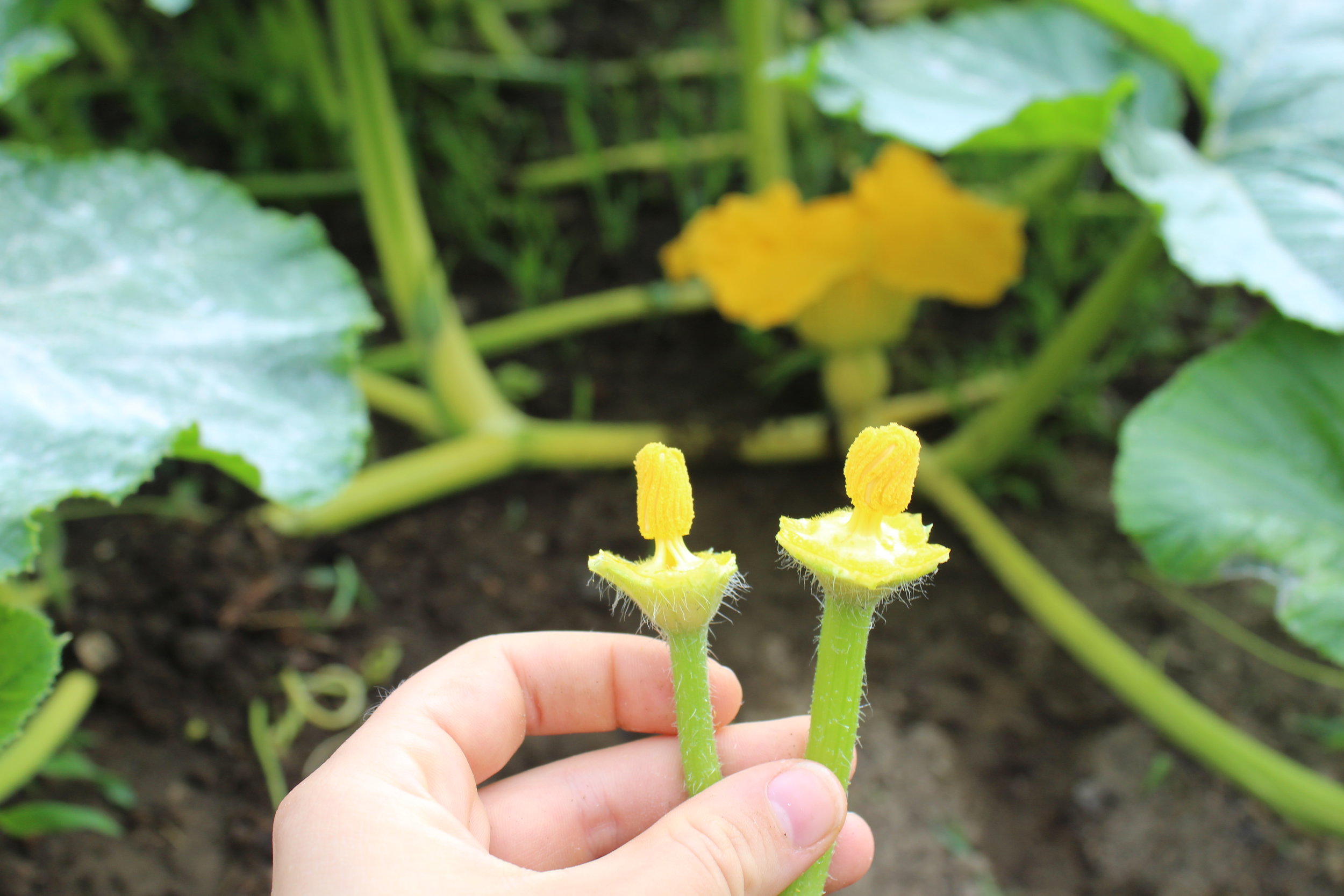 I removed the petals from the male flowers so I can expose their anther which contains the pollen