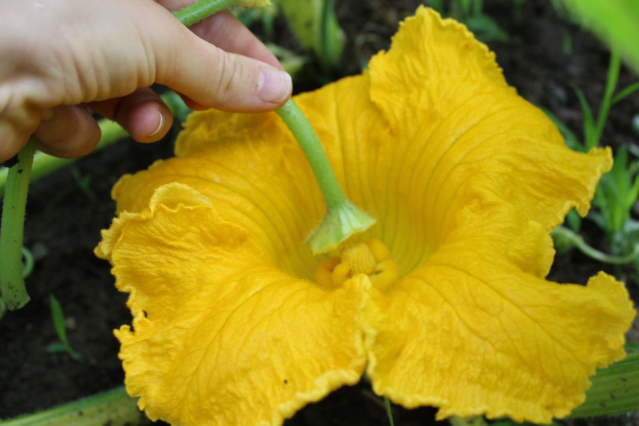 Painting pollen onto the lobes of the female flower with the anther from the male flower.
