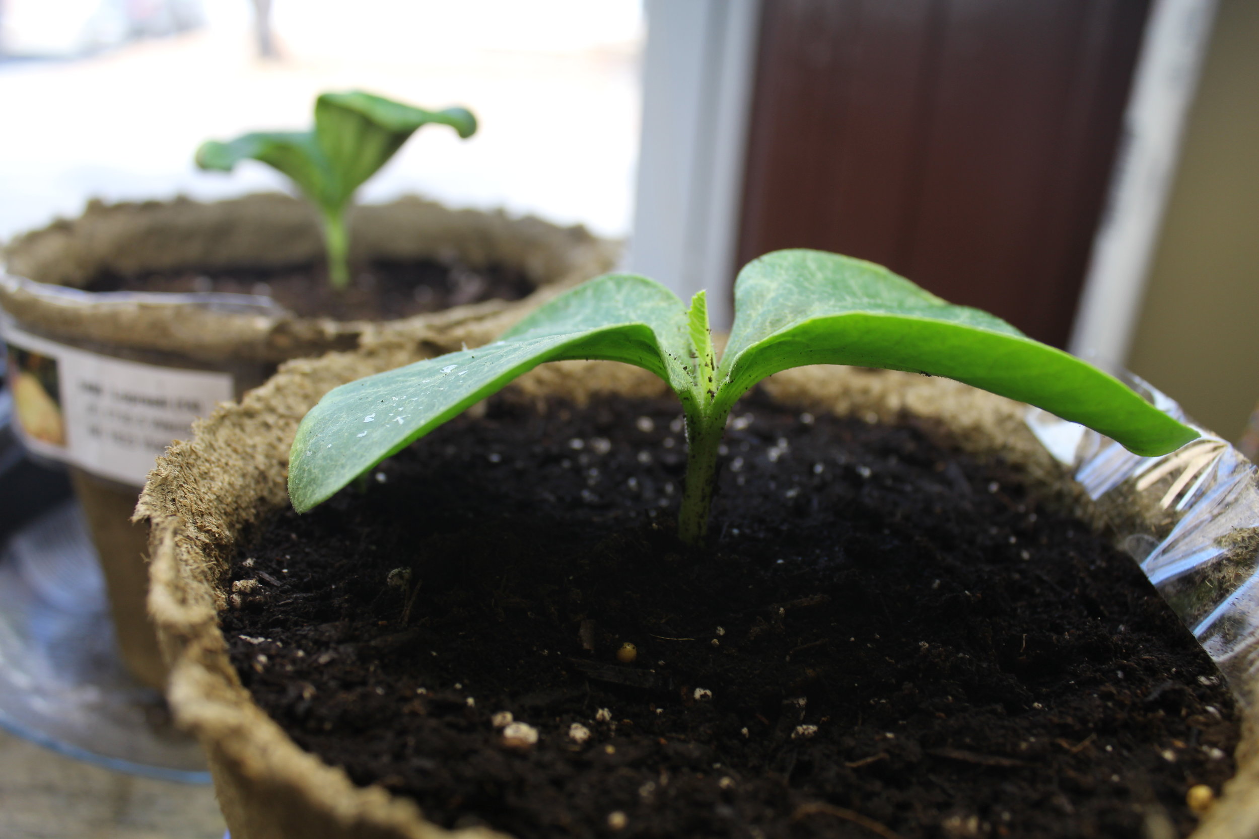 Giant pumpkin seedlings