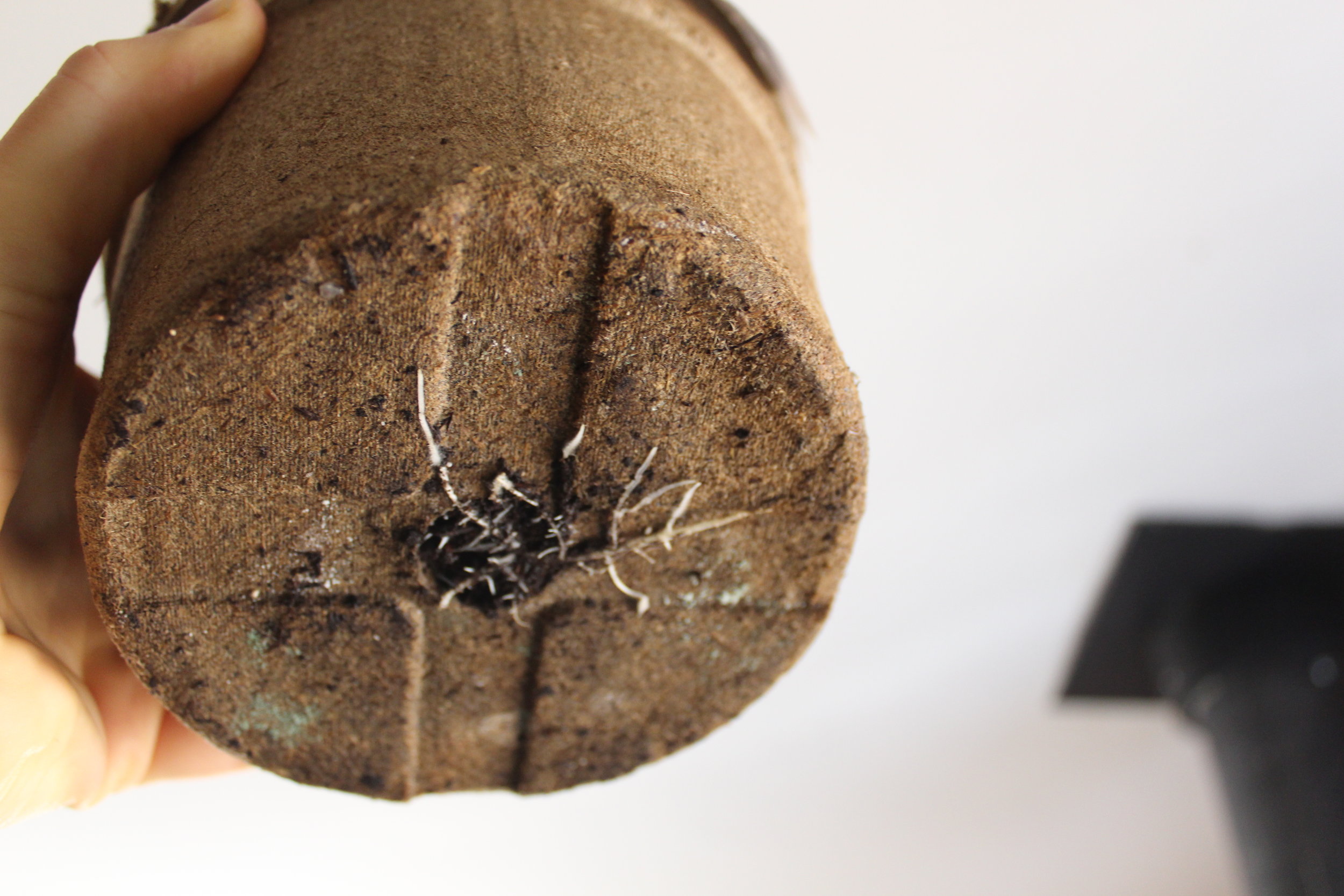 Giant pumpkin roots coming out of the peat pot in just a few days