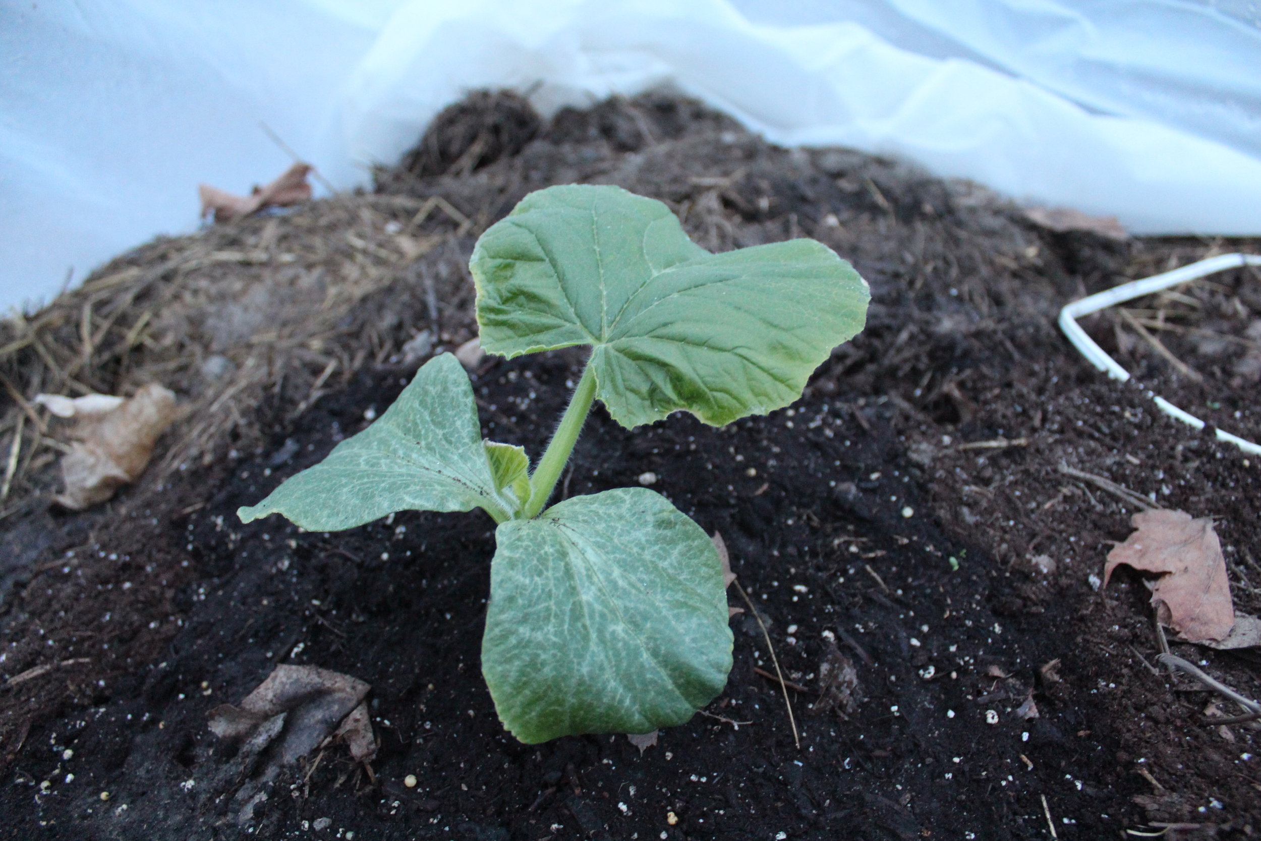 The first true leaf on my seedling is starting to get bigger