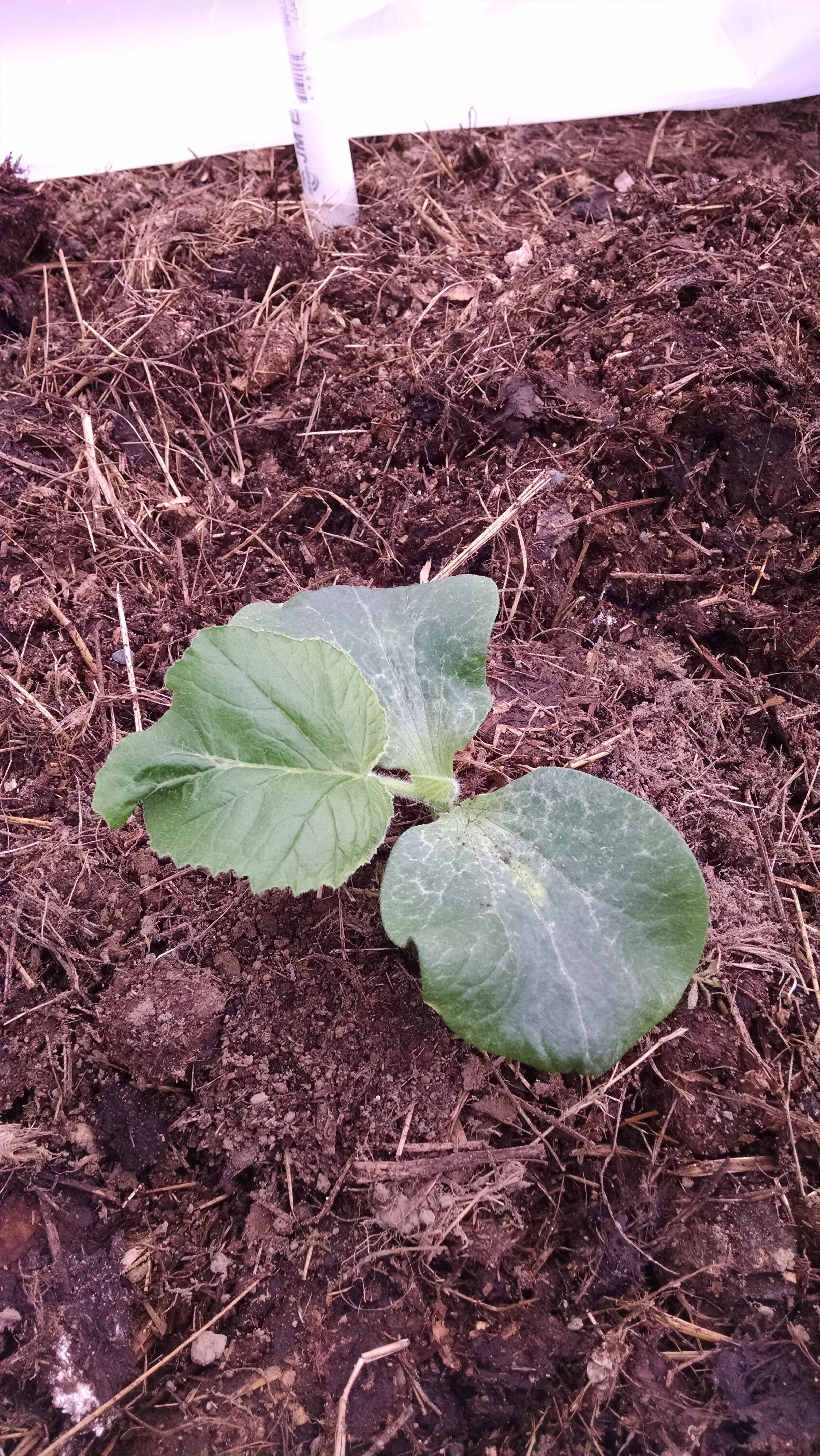 Giant pumpkin seedling planted in manure at the Bangor Community Garden.