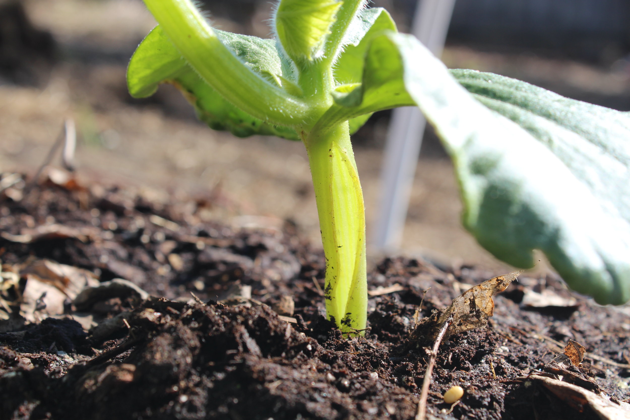 A split at the base of my seedling from the wind and it being too leggy.