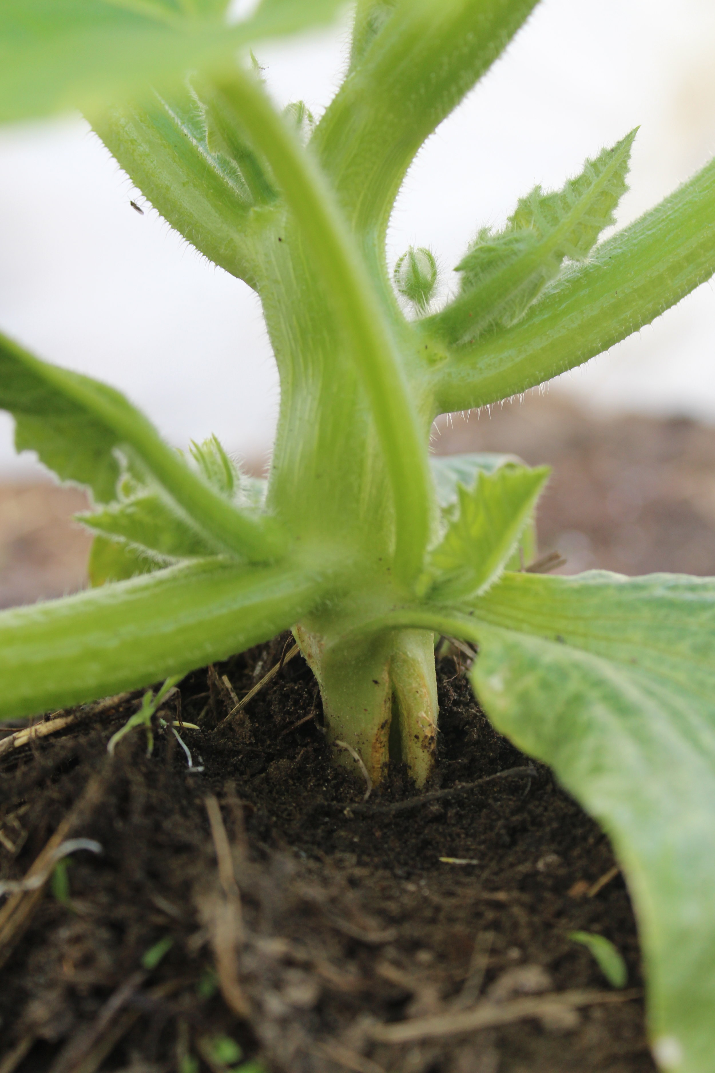 The split healed quickly, and the seedling is growing at a fast rate!