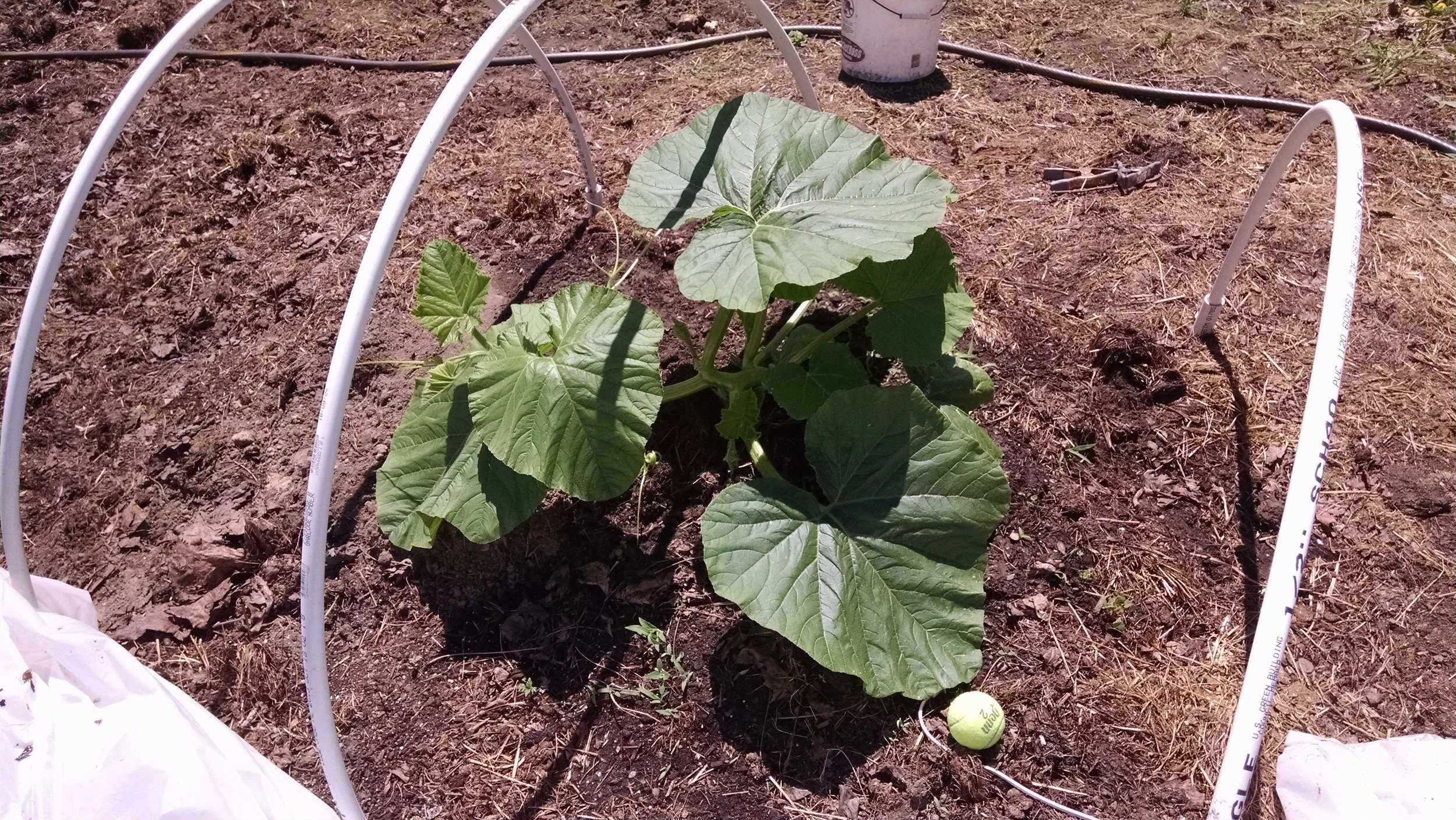 1400 Lopresti in her hoop house