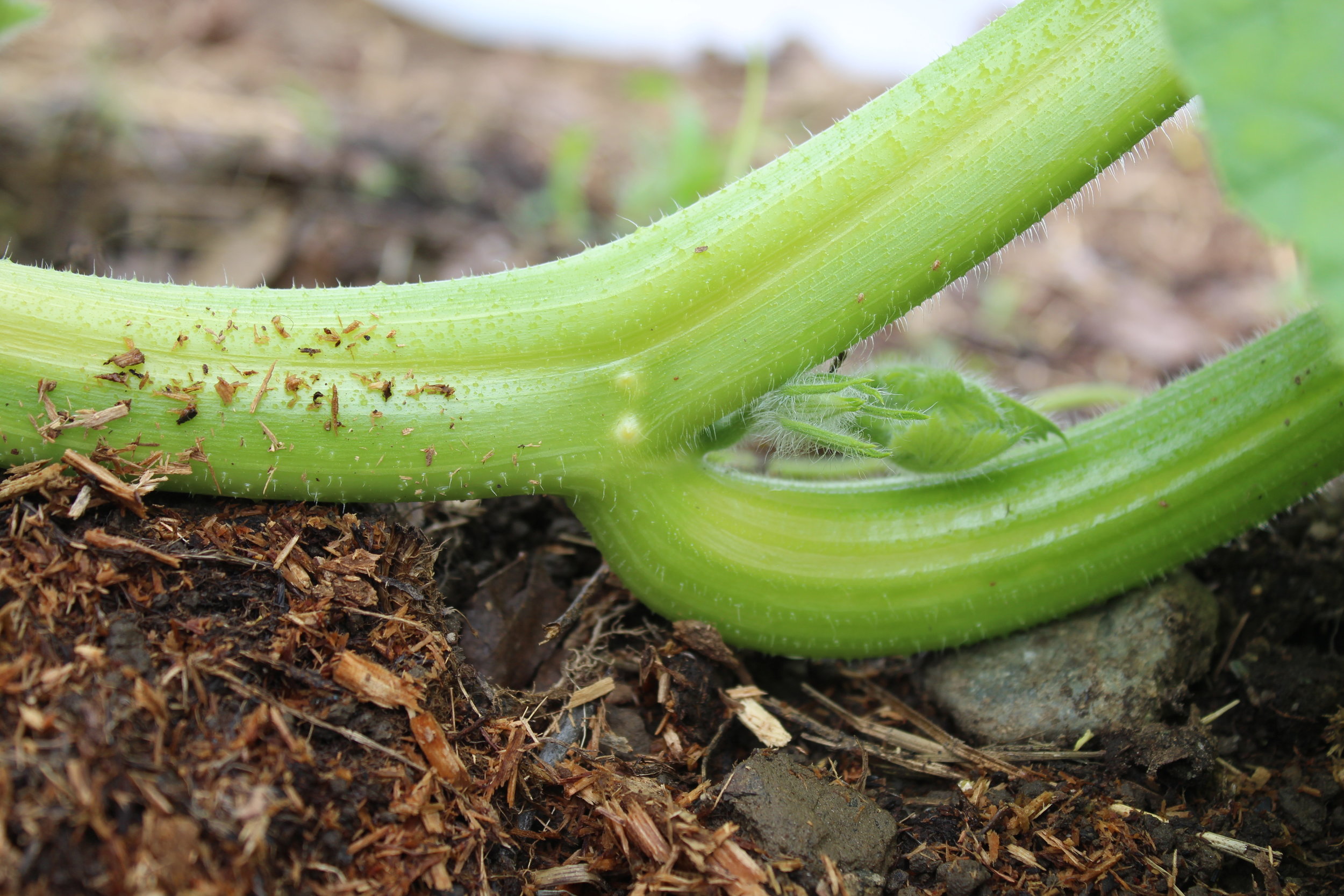 Two root nodes coming out of one end of the pumpkin vine