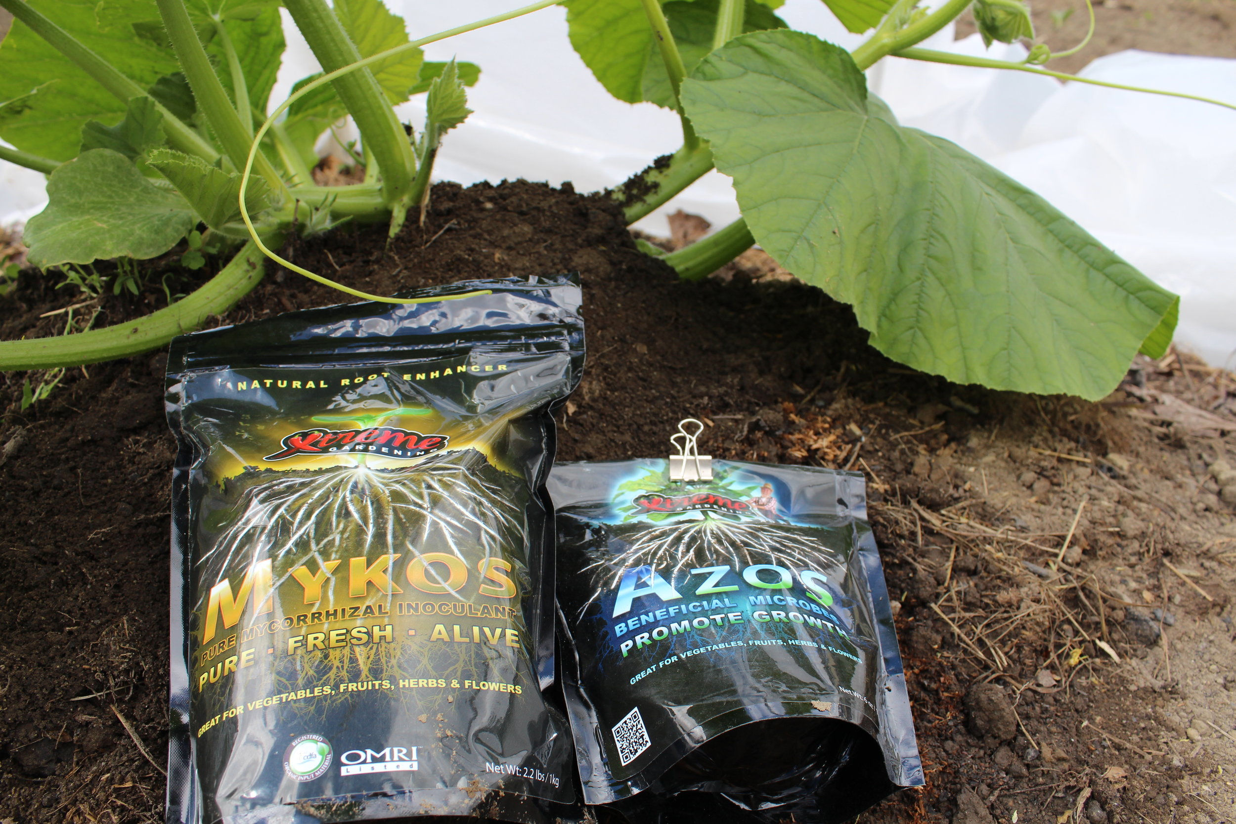 Using Mykos and Azos while burying the vines.