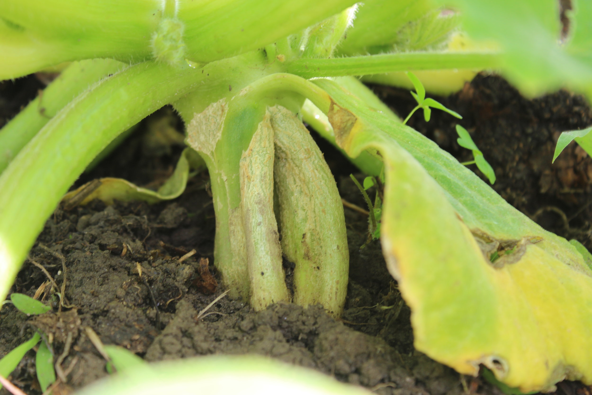 Healing stem split