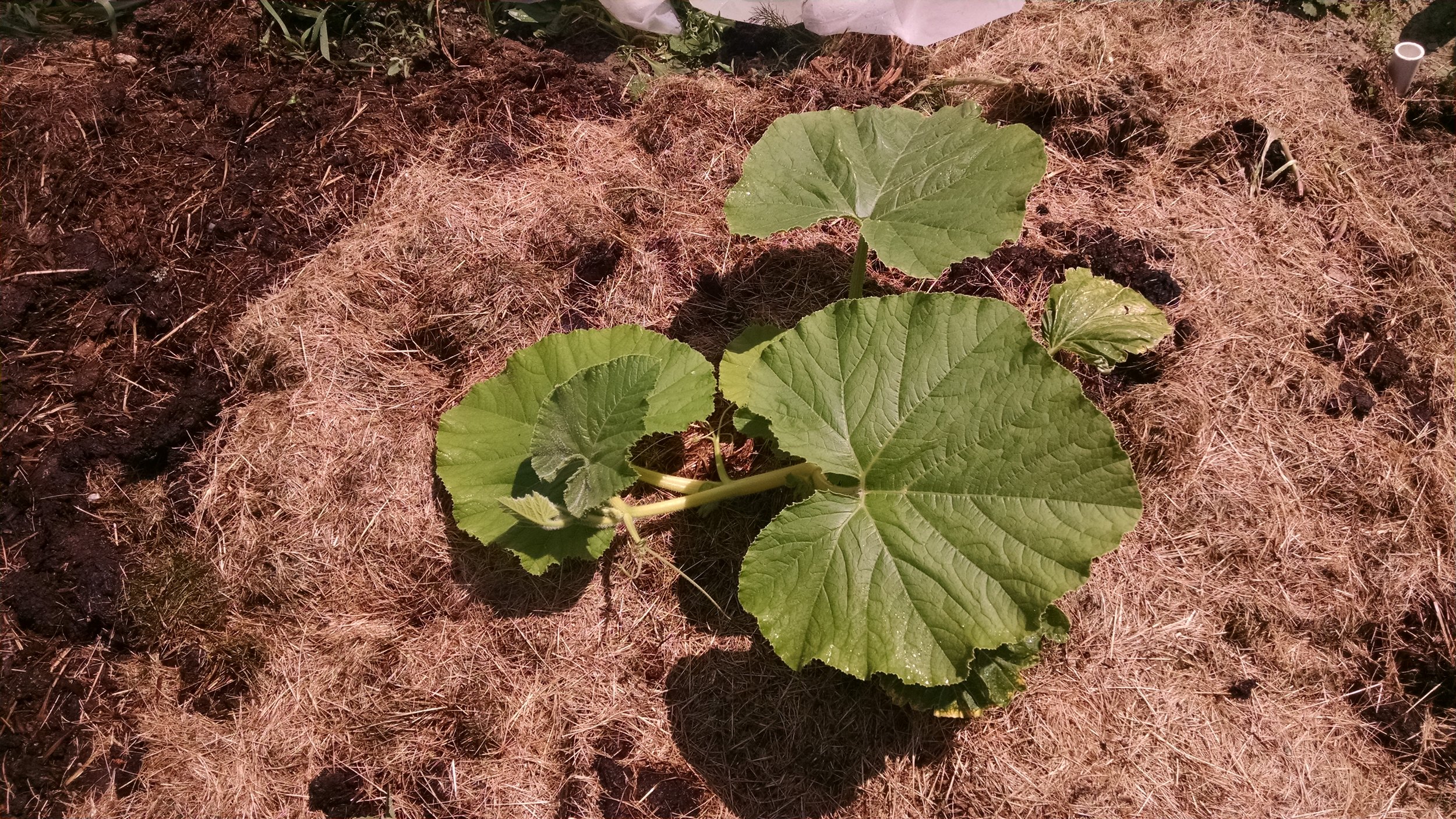 1695 Gaboury (our plant at the Bangor Community Garden)
