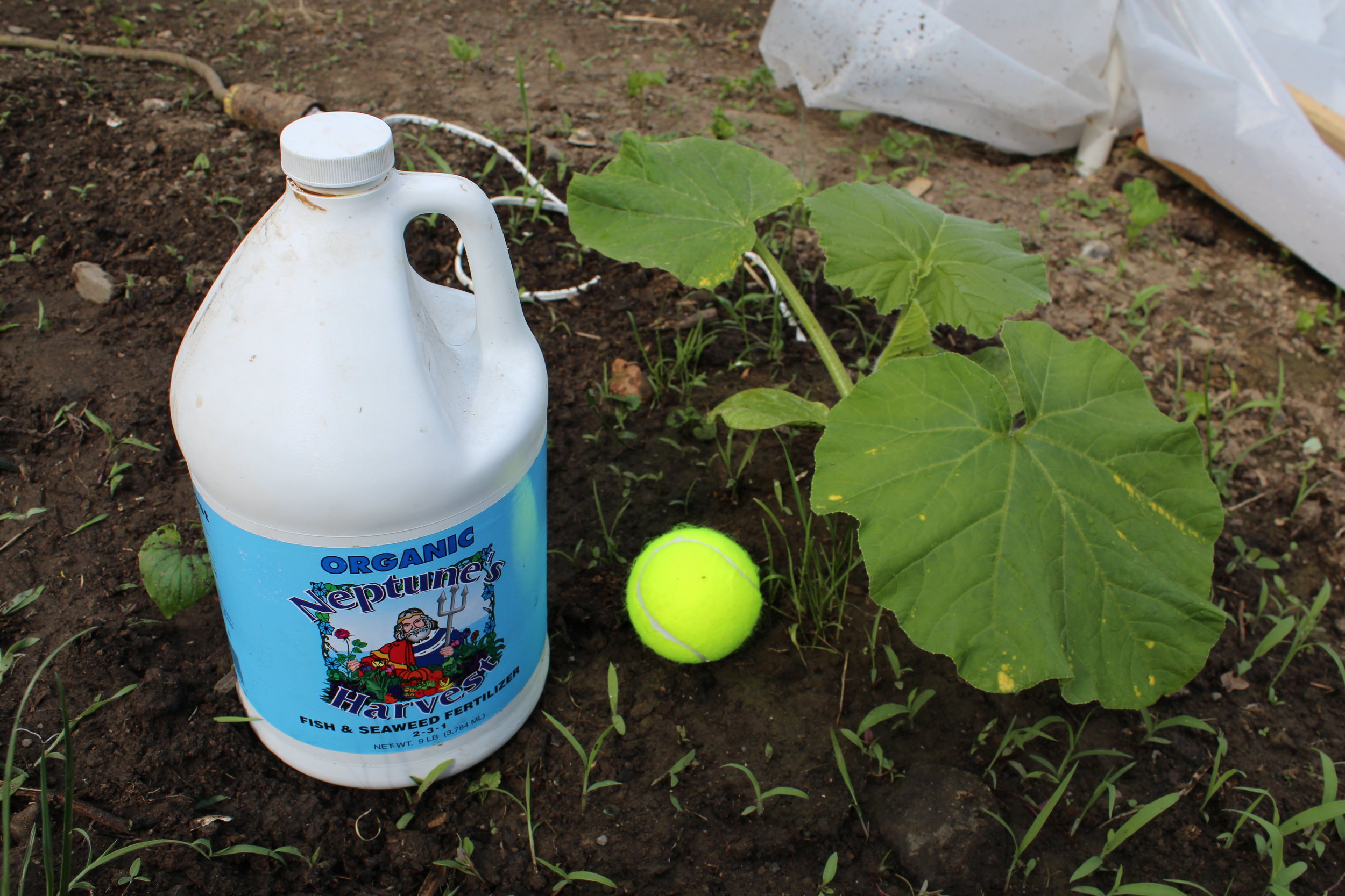 Using Neptune's Harvest fish and seaweed fertilizer on my giant pumpkin.