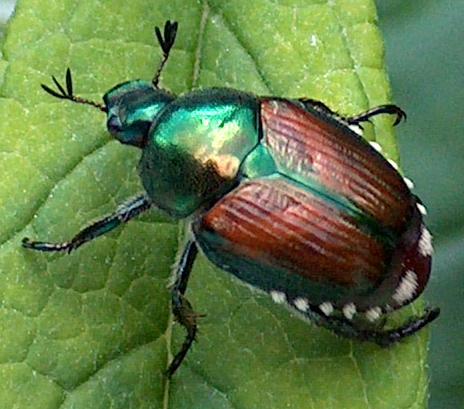 Japanese beetle