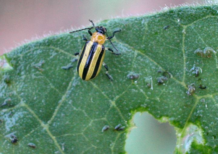 Striped Cucumber Beetle