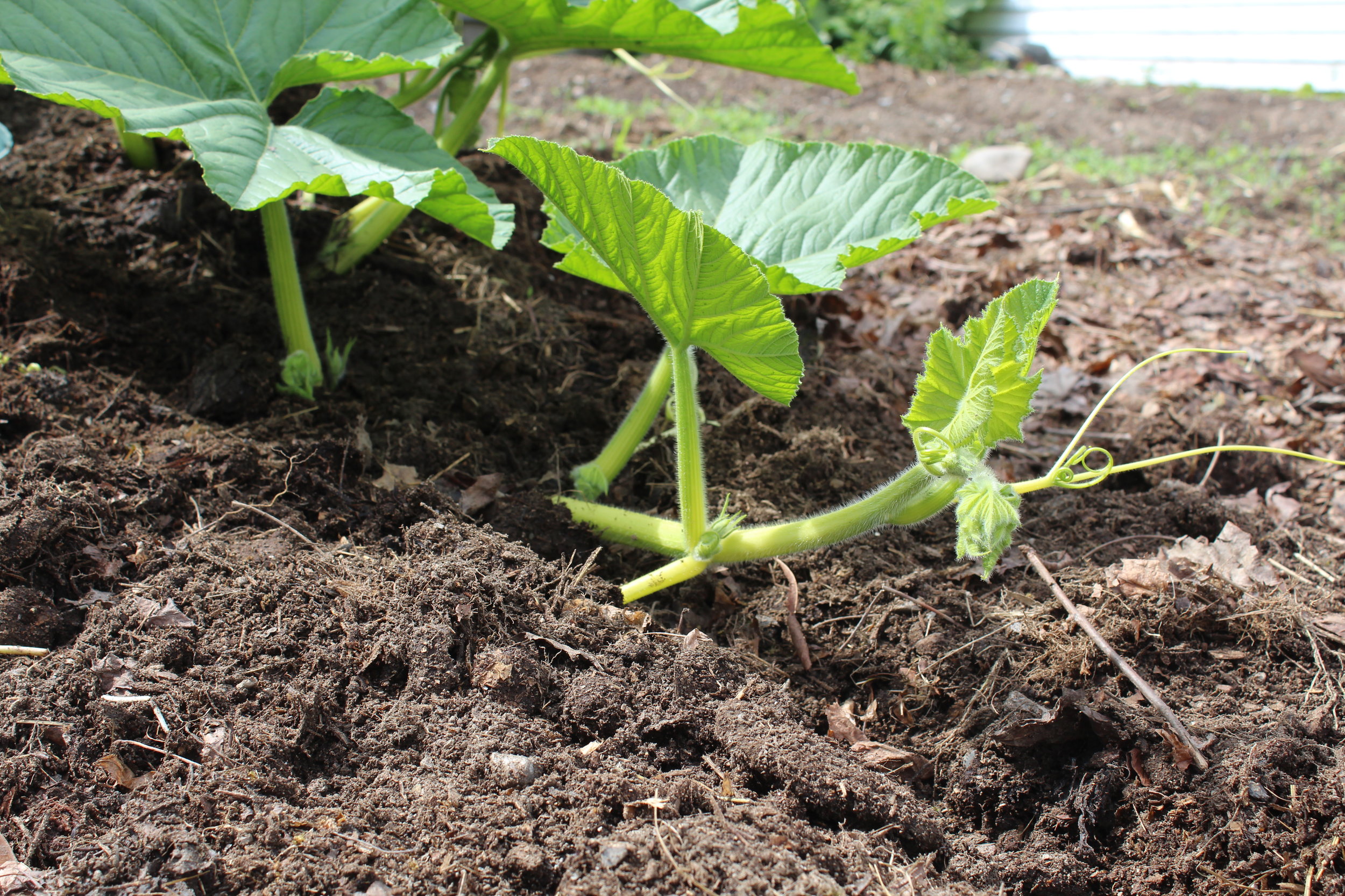 Burying the vine