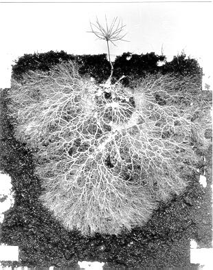 Network of mycorrhizae branching out from the plant’s roots.