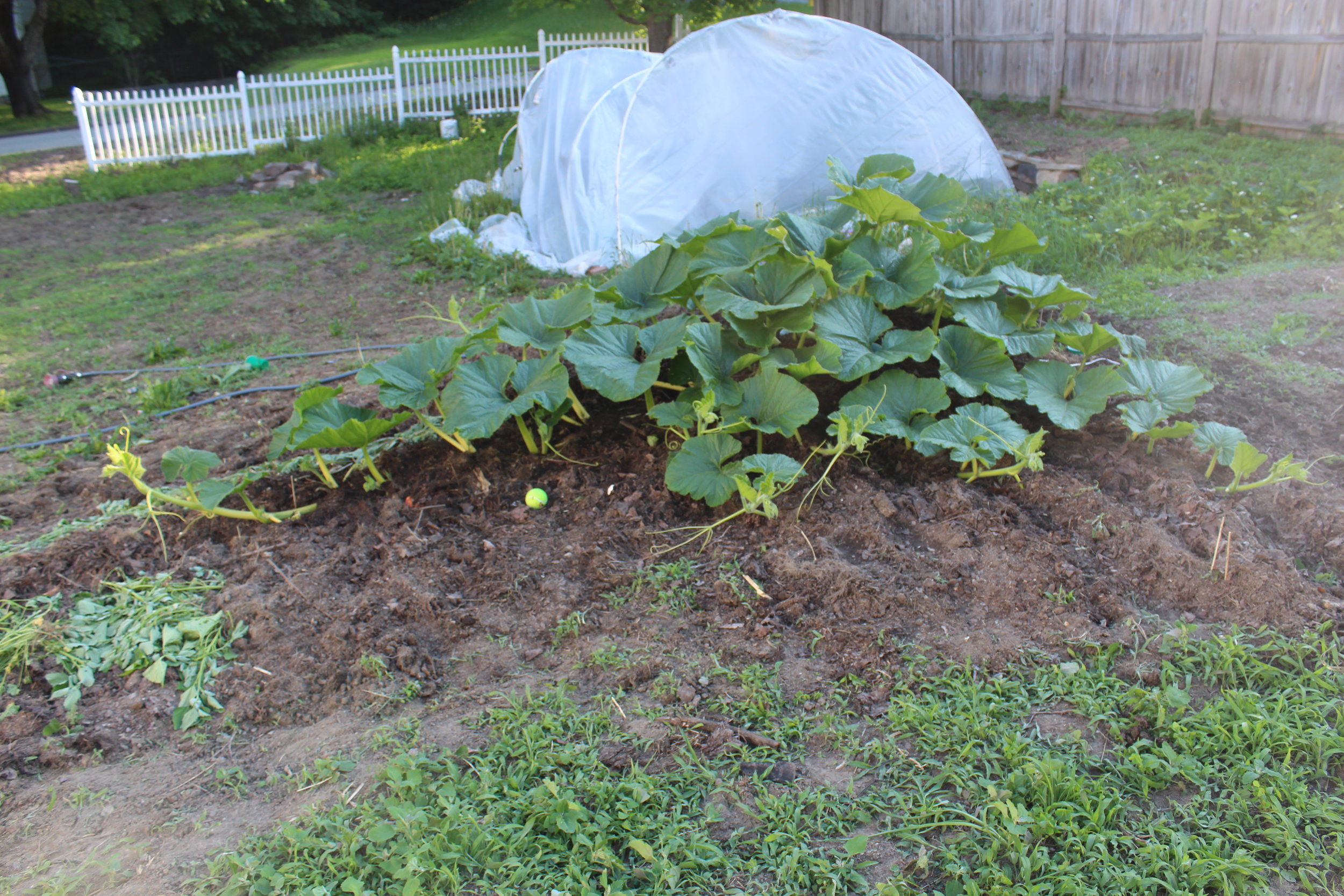 1400 Lopresti (Big Momma)
