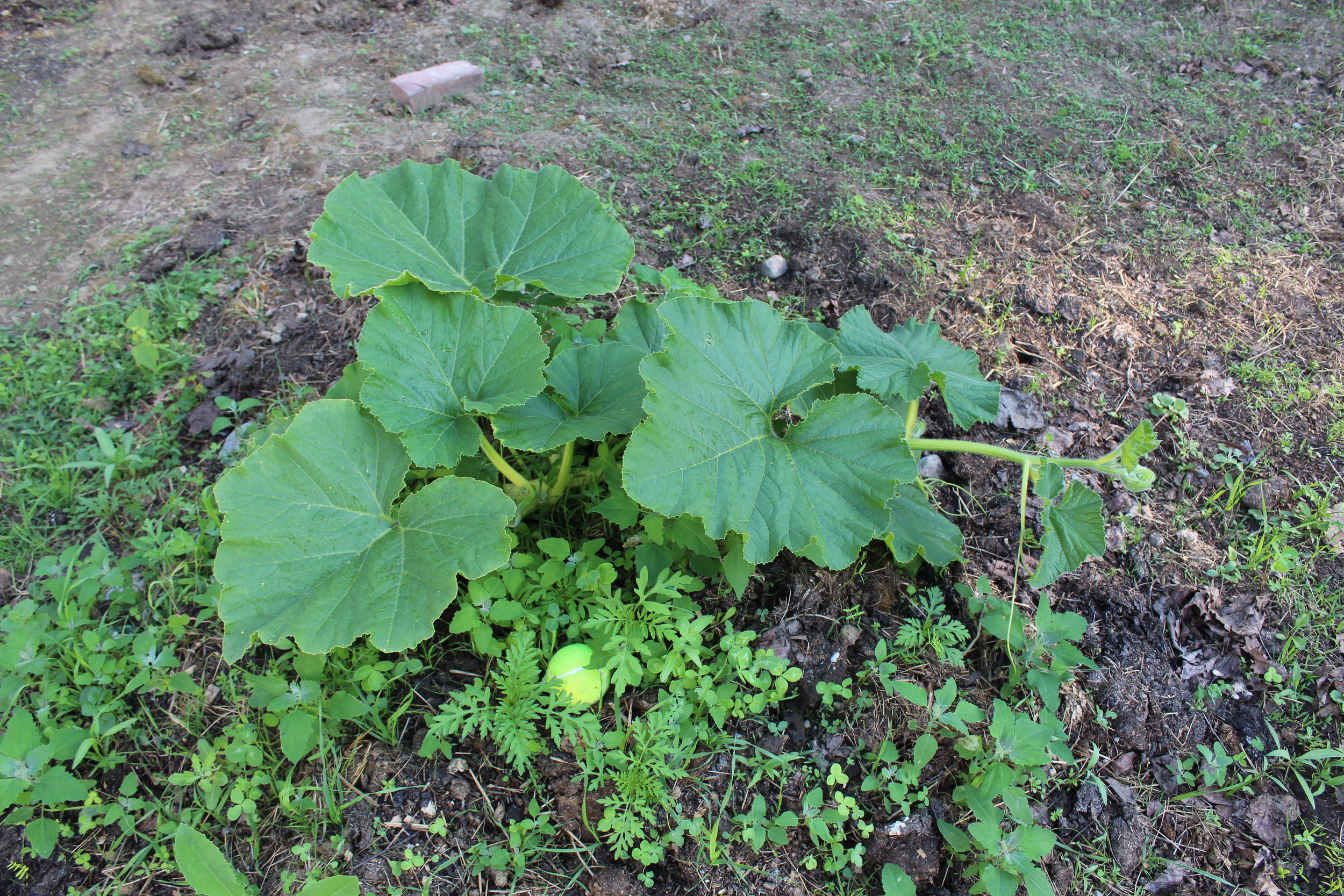 1421 Gaboury. She is growing, but slowly. Poor thing doesn’t get much sun!