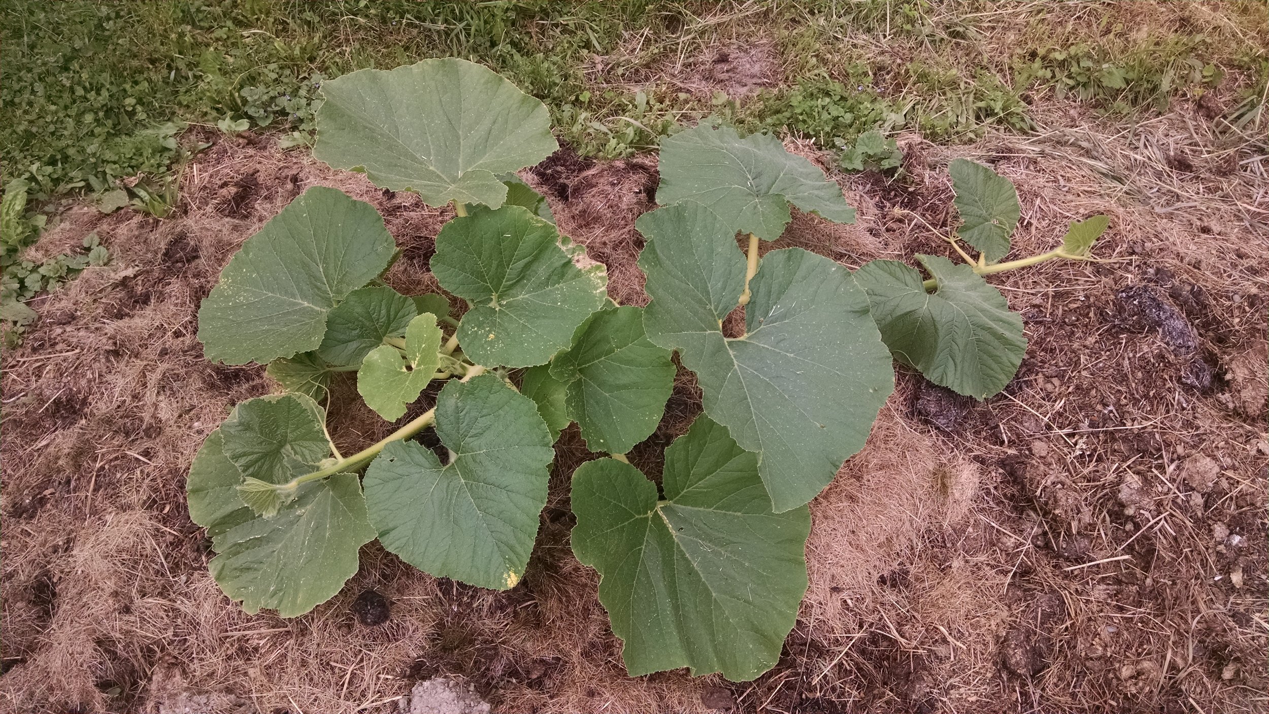 1695 Gaboury. Definitely not as big or spoiled as Big Momma, but growing better than the 1421 Gaboury. I don’t get over to the Bangor Community Garden enough to water her, but she is getting a lot of sun which is great!