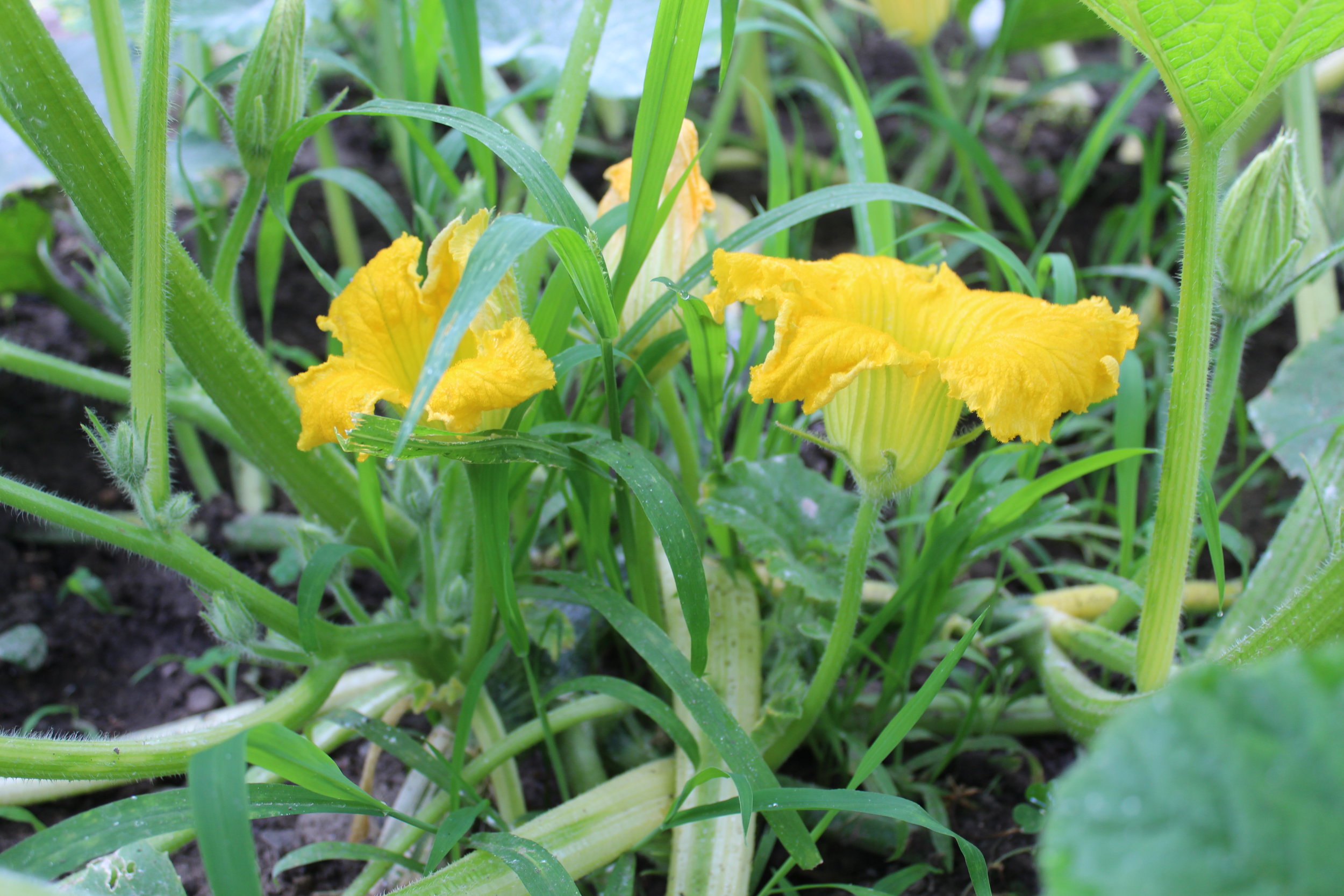 Male flowers