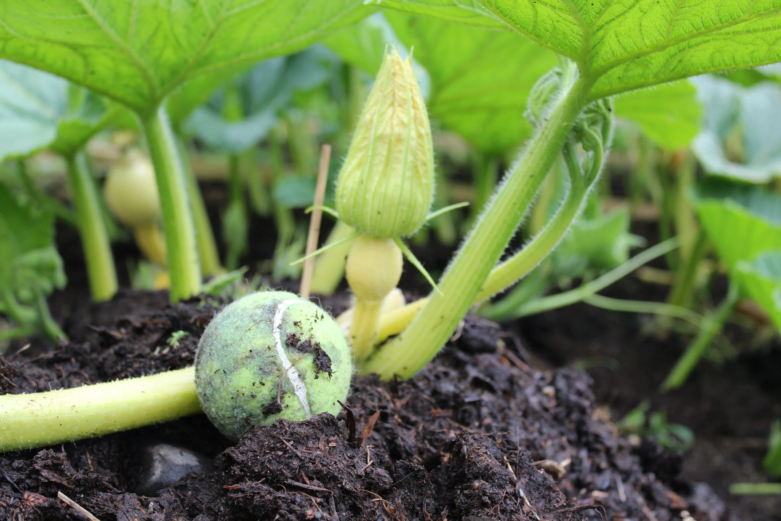 A female flower ready to open up tomorrow morning.