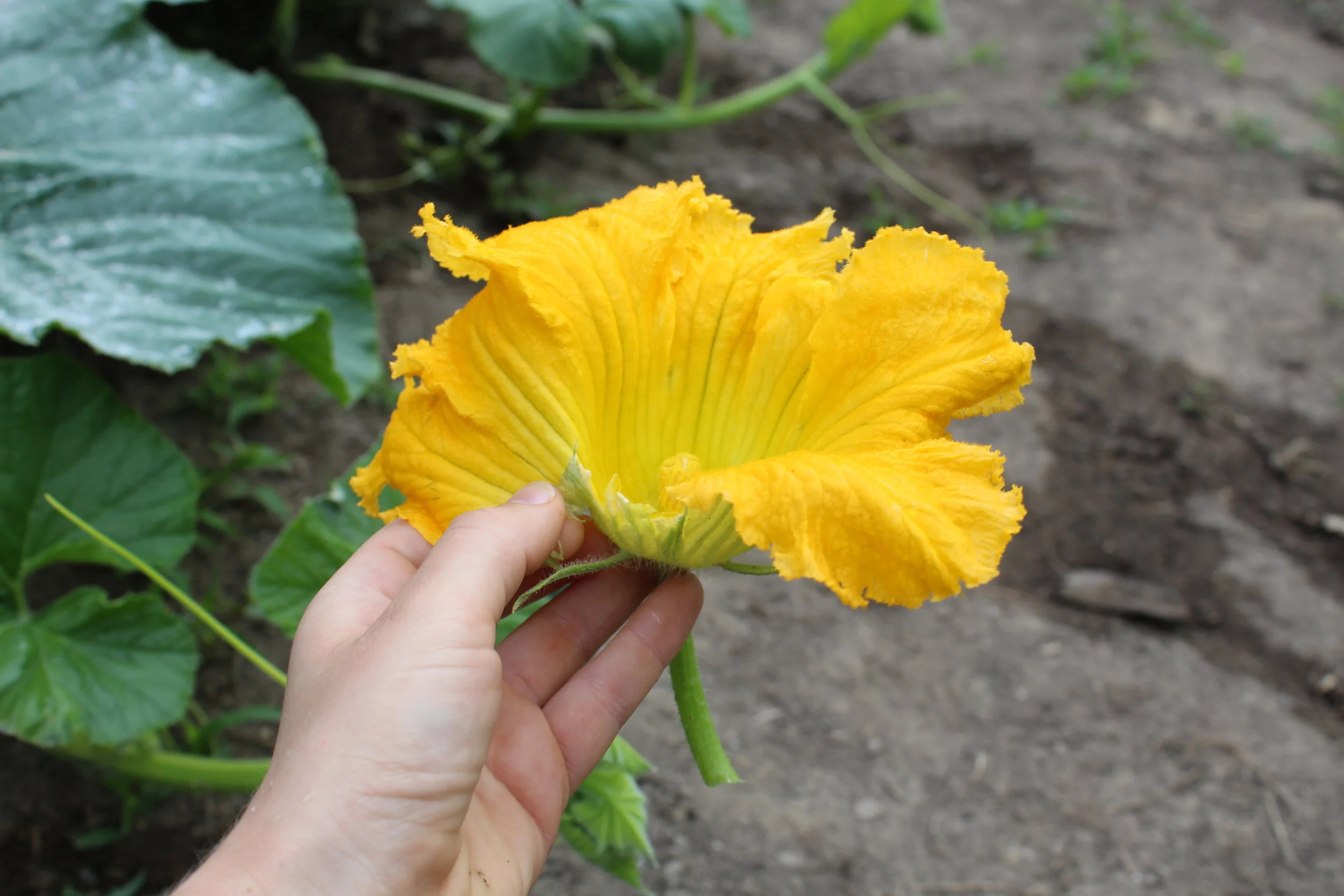 Picking off a male flower