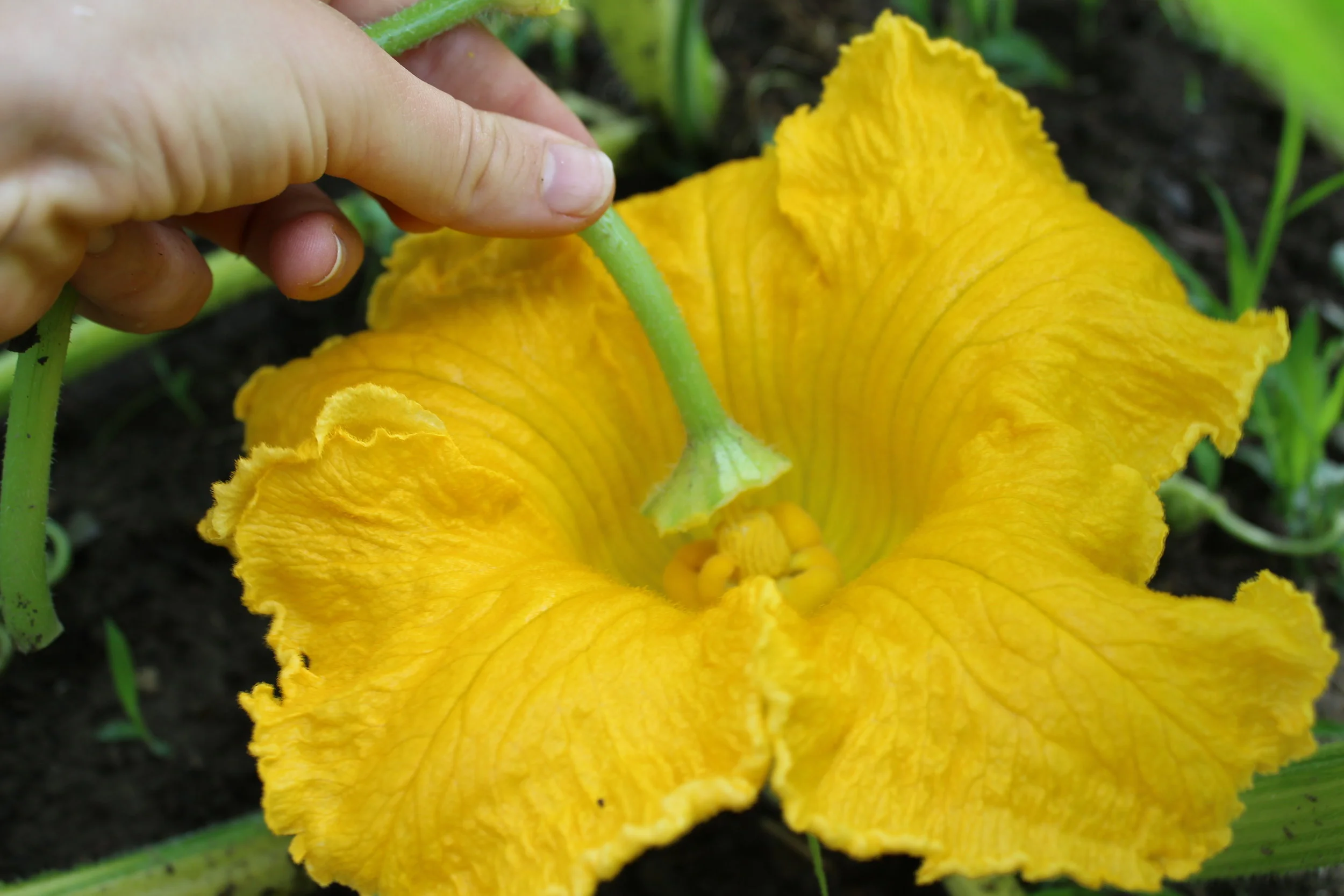 Pollinating the female