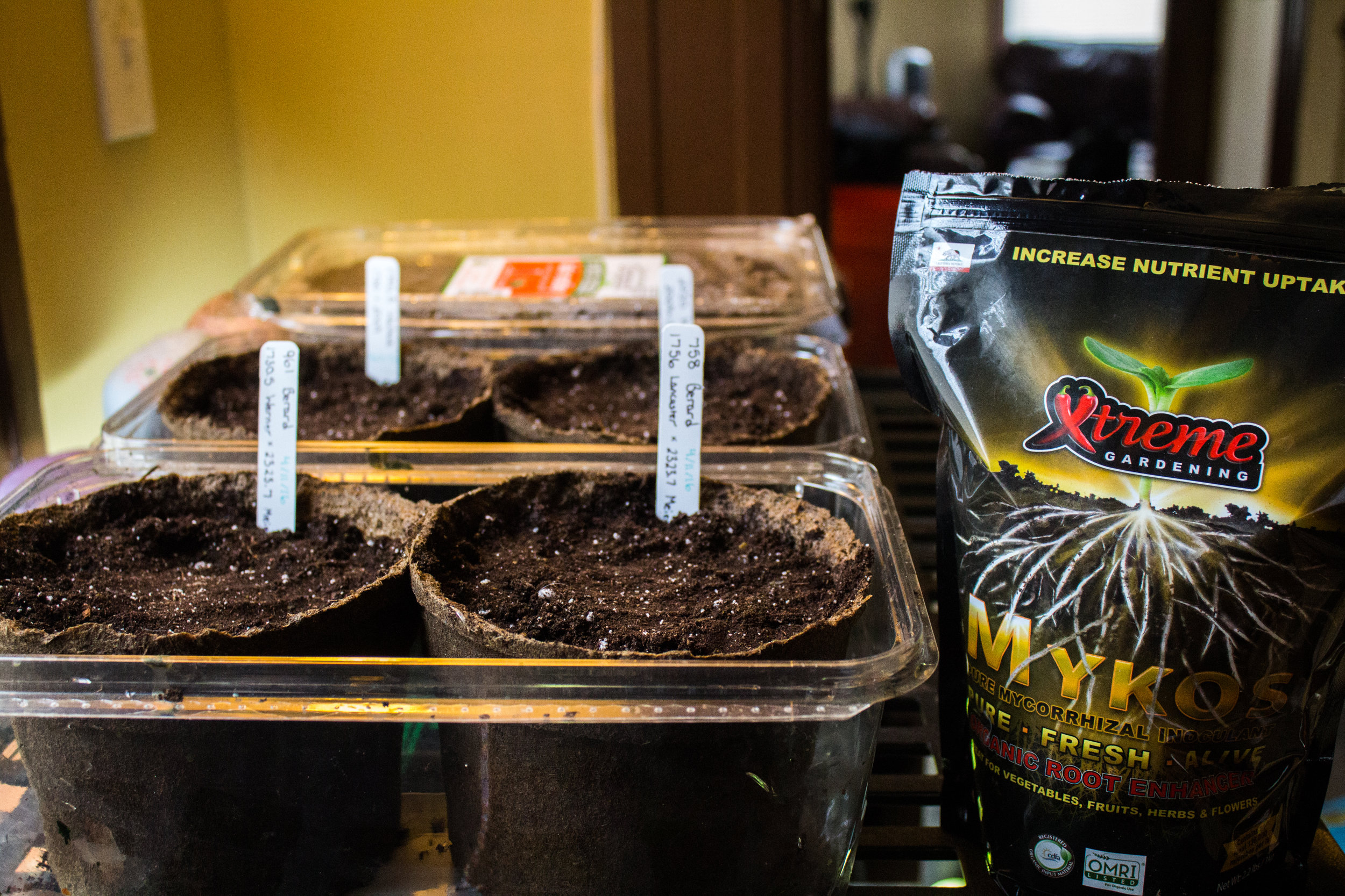 Starting the seeds on 4/11/16
