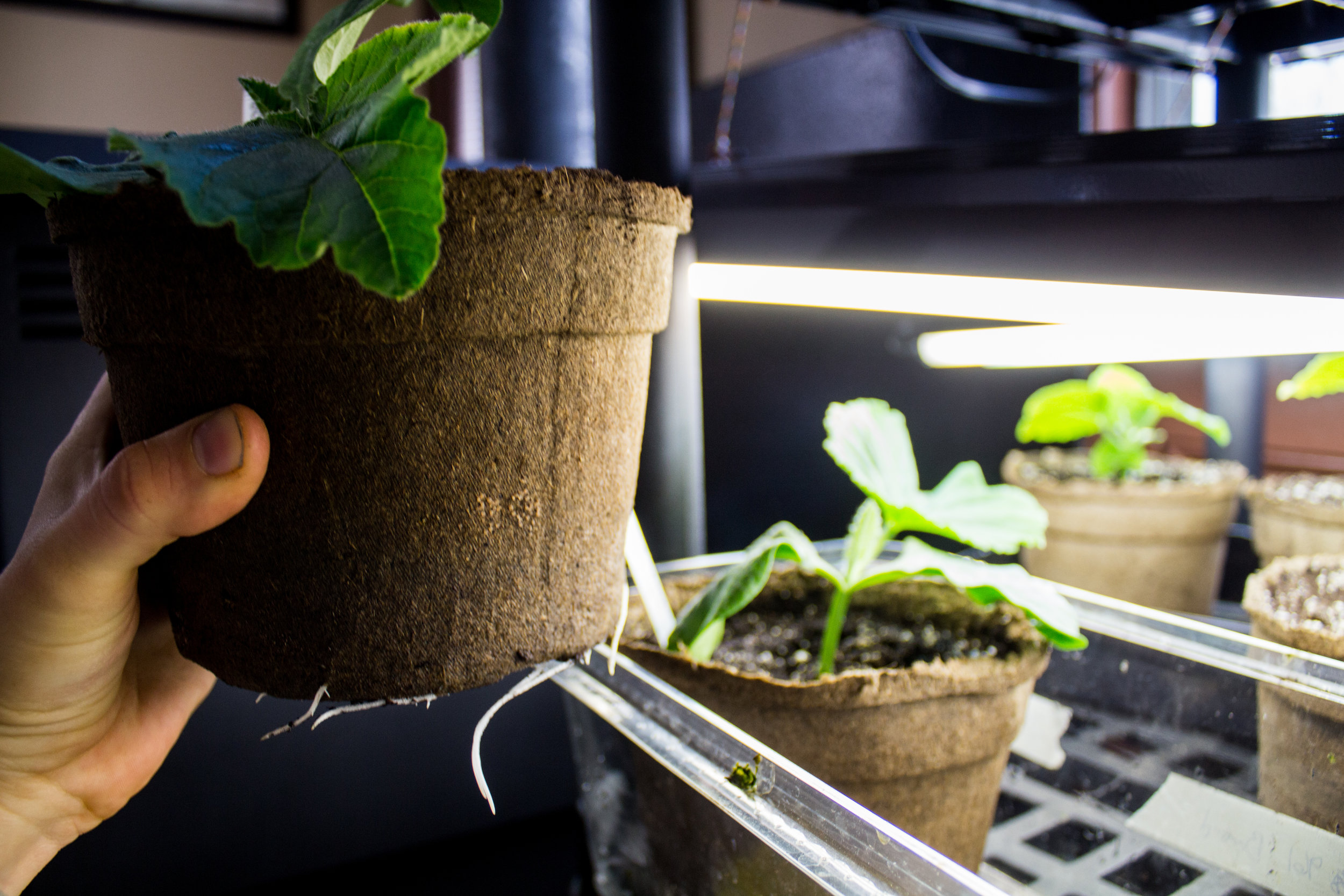 The roots are growing vigorously and have penetrated through the peat pot!