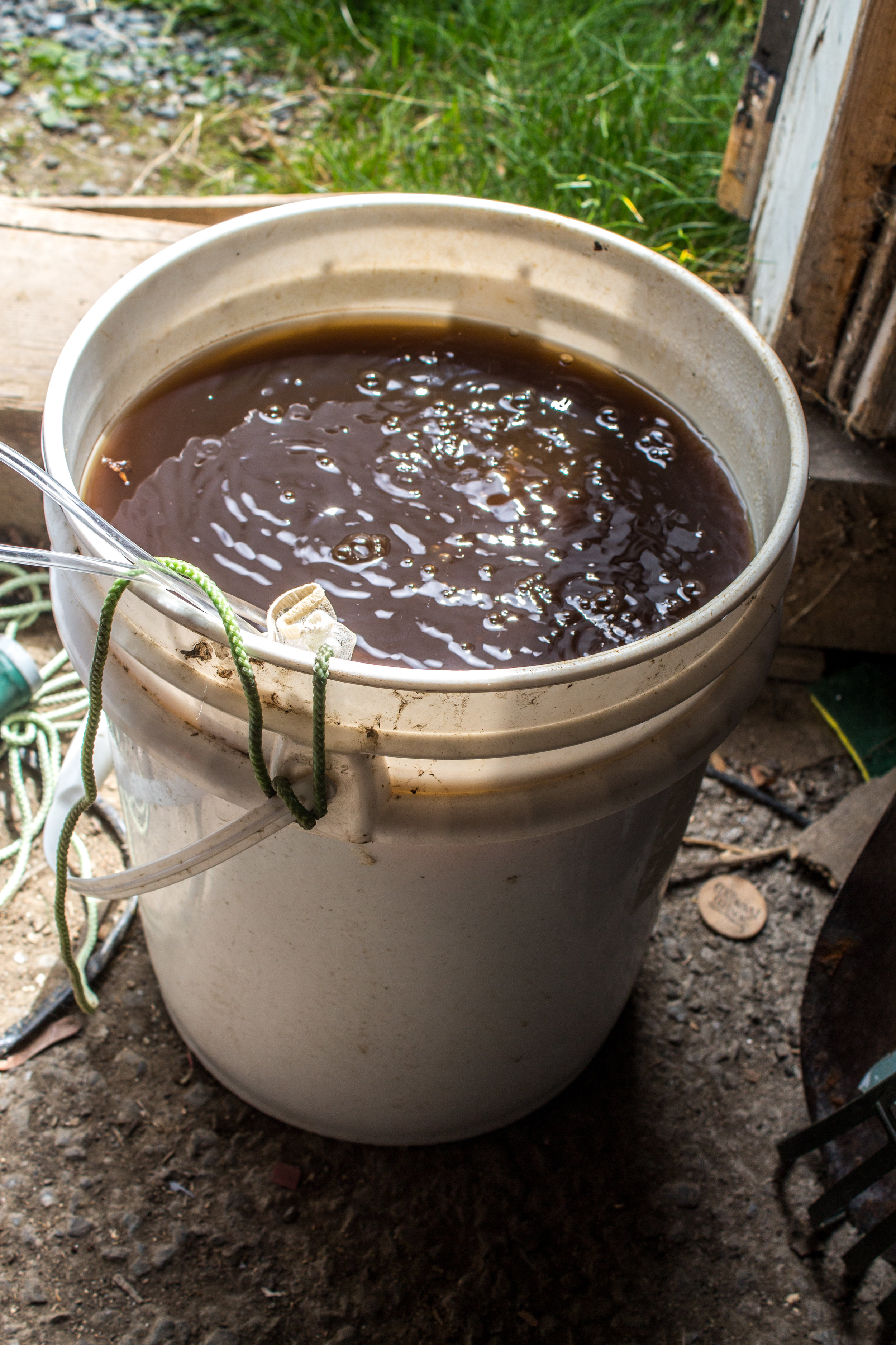Compost tea brewing for 24 hours