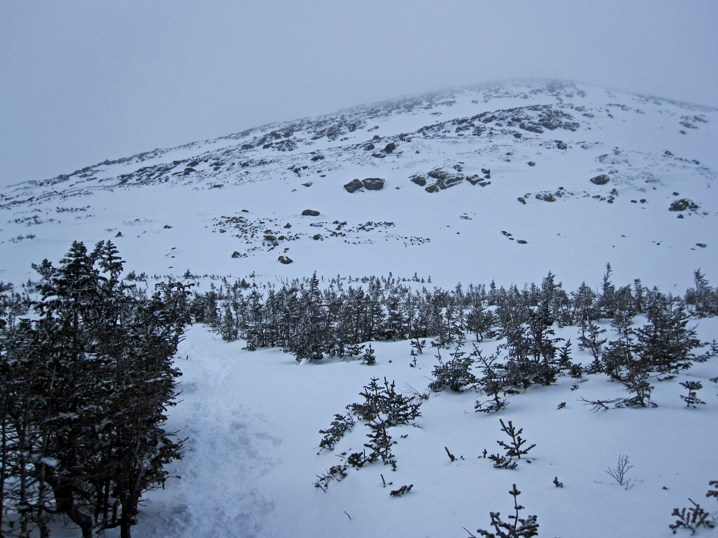 Getting closer to the summit. These are the last of the trees before getting to the tundra.