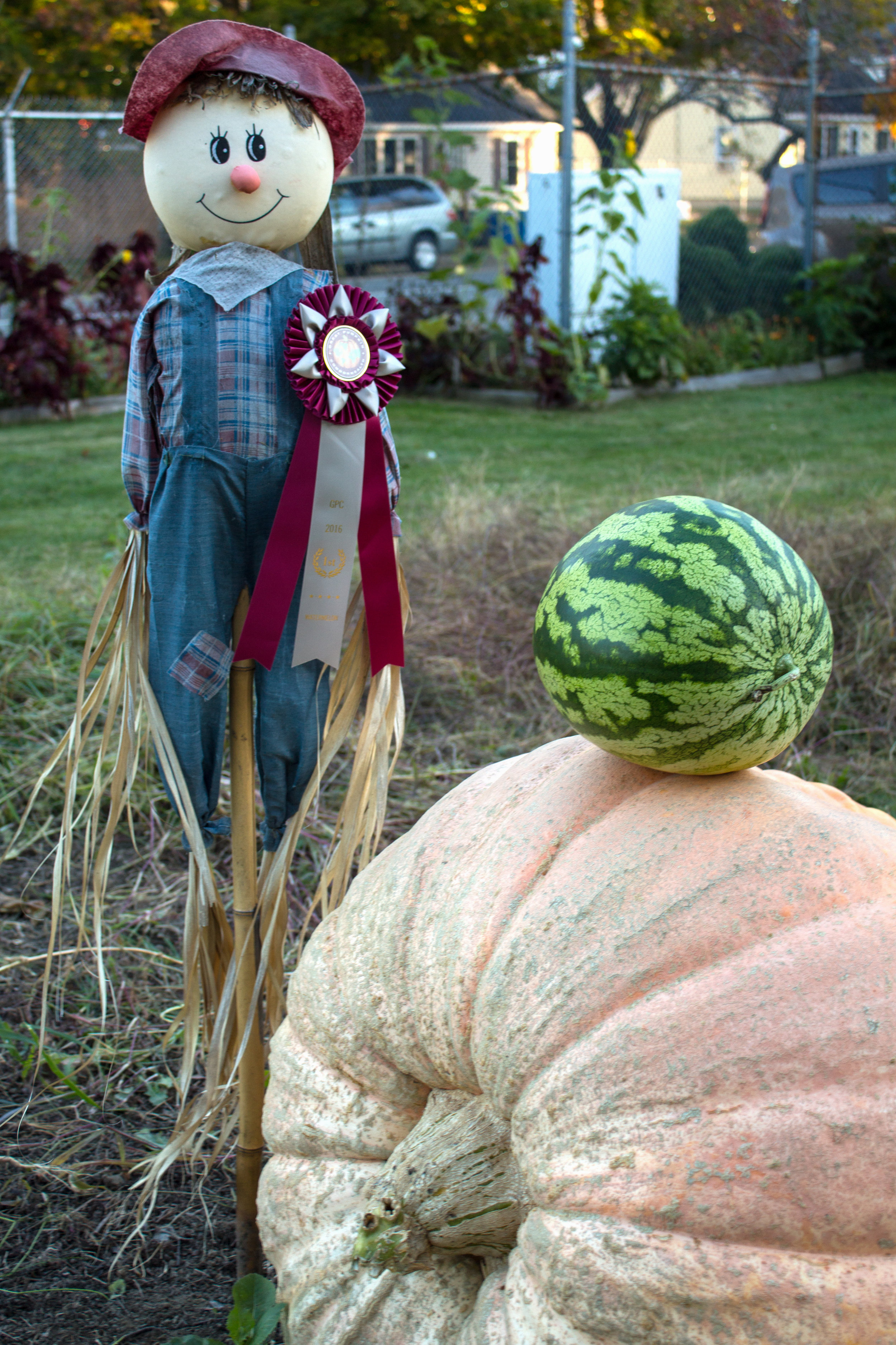 Giant pumpkin and watermelon at the Bangor Community Garden