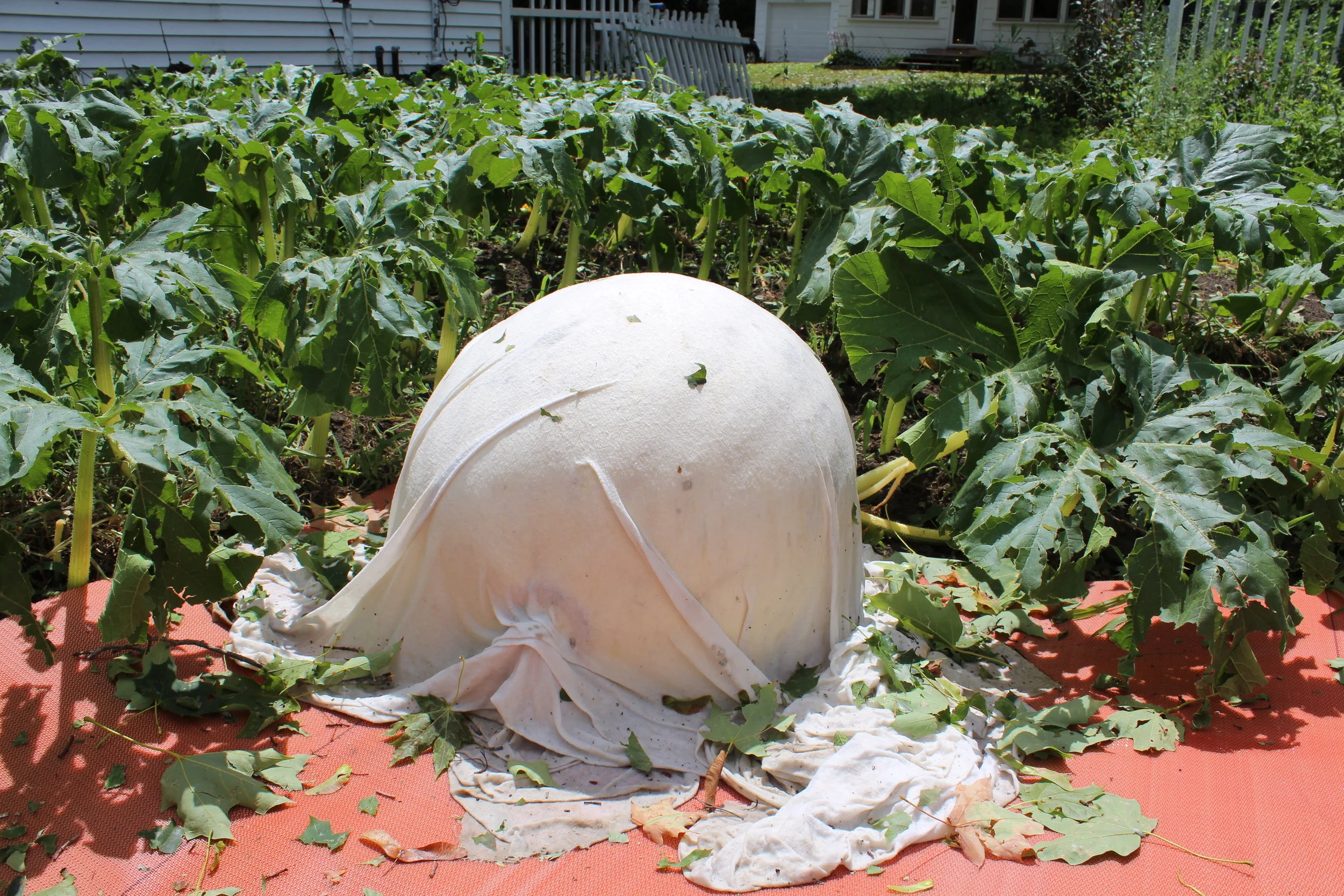 This is what my other pumpkin plant looked like. The hail destroyed everything.