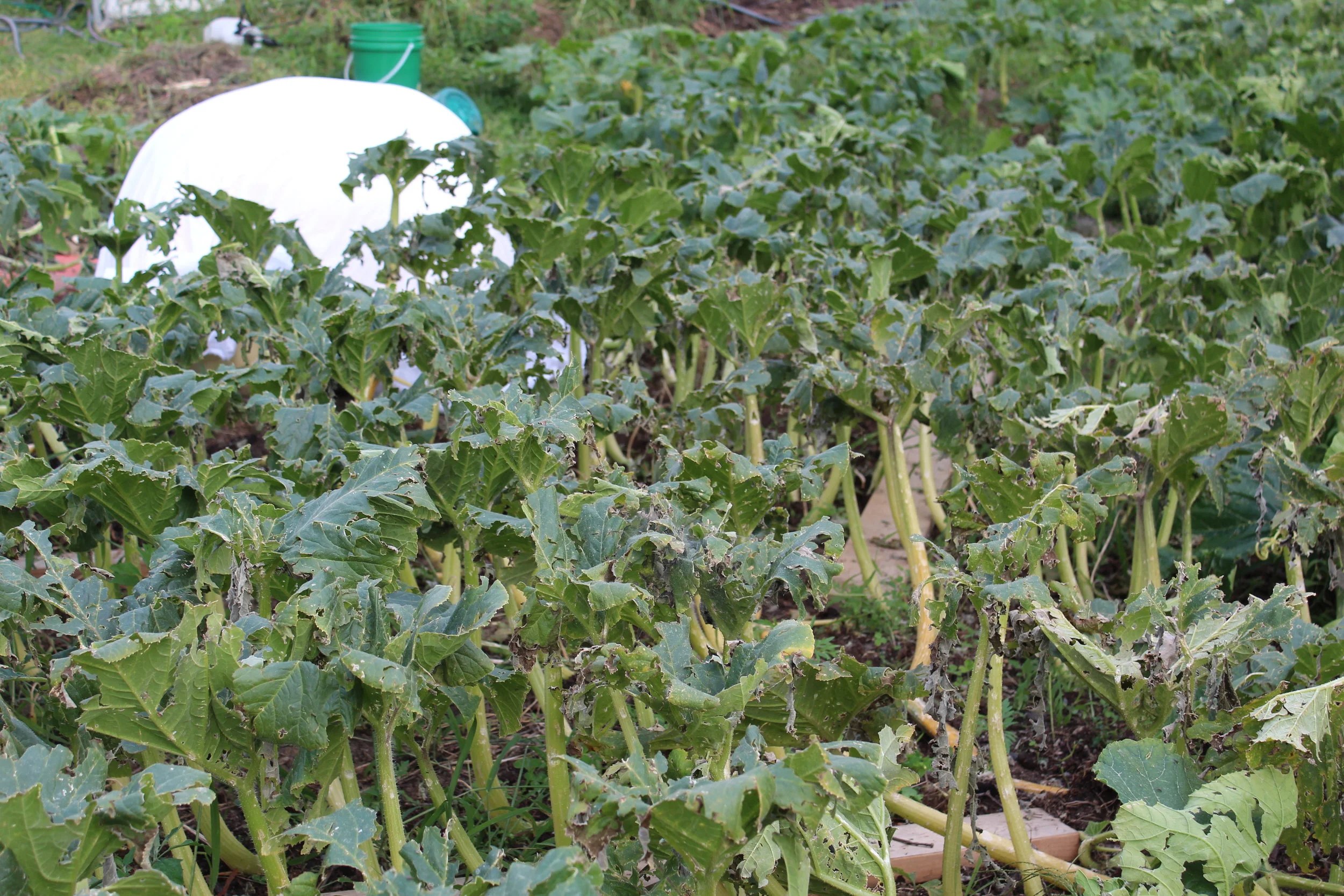 All Hail the Giant Pumpkin!
