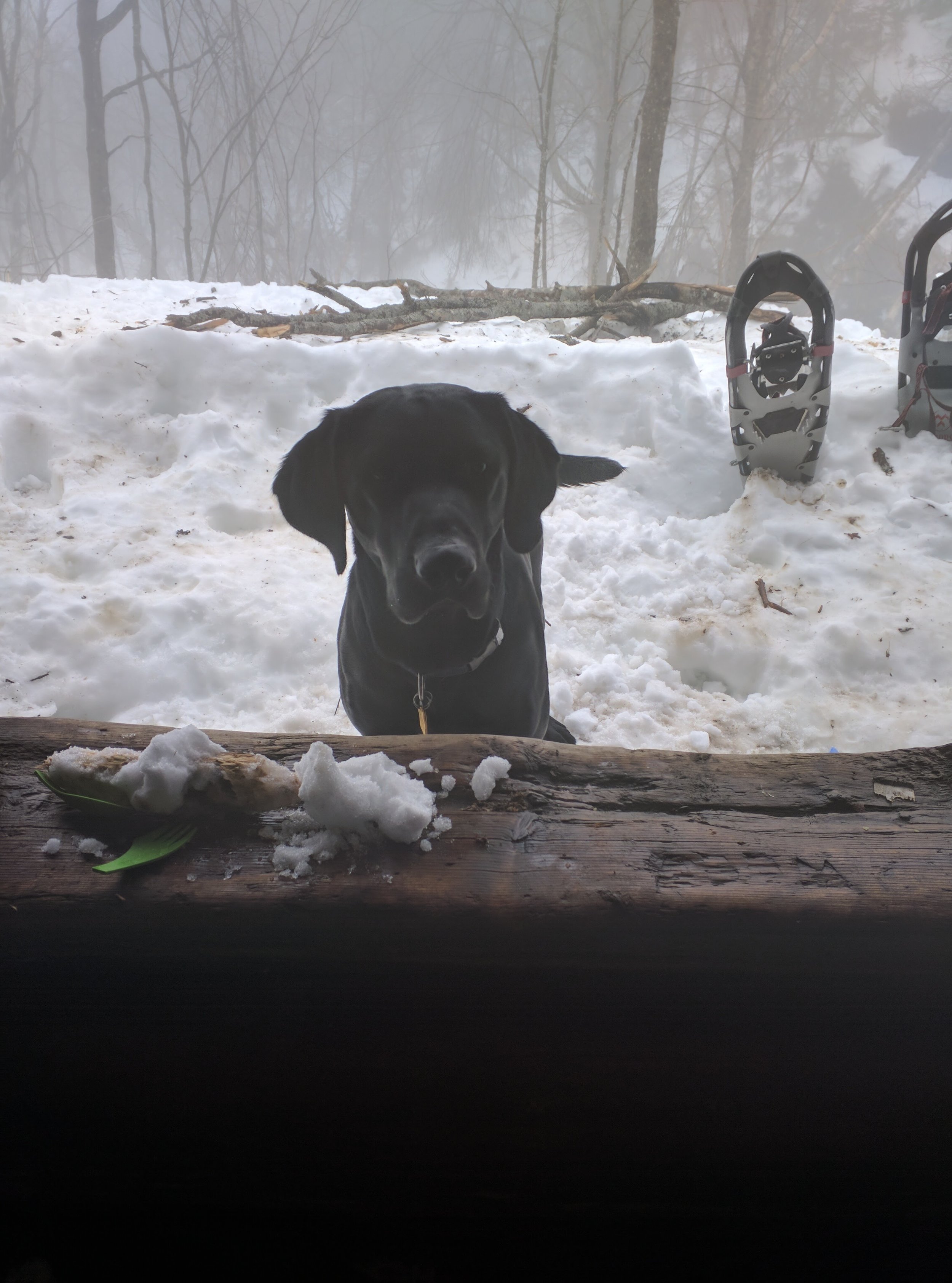 Our dog Lincoln camping with us in the lean-to.