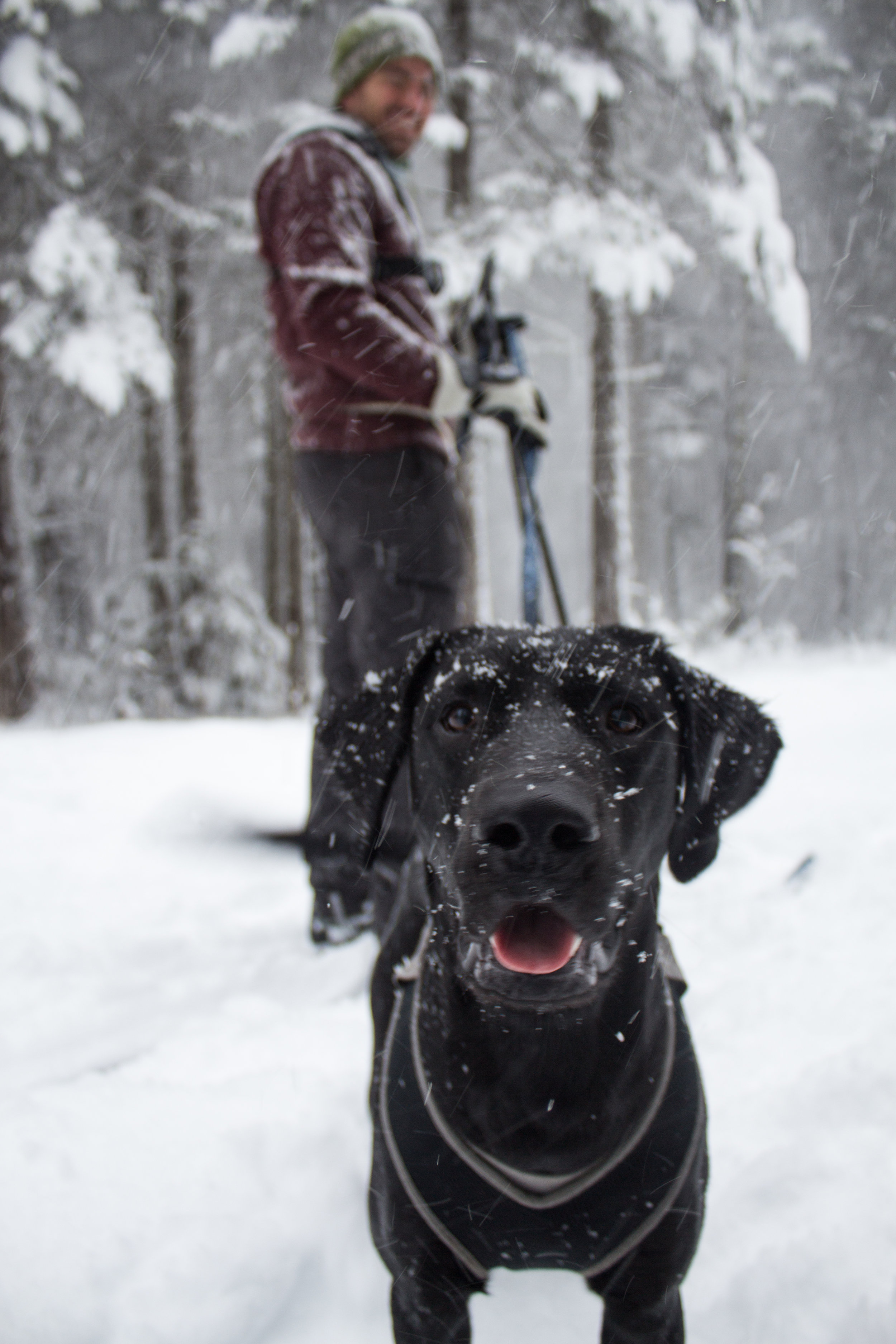 Getting pulled on our skis by a dog.
