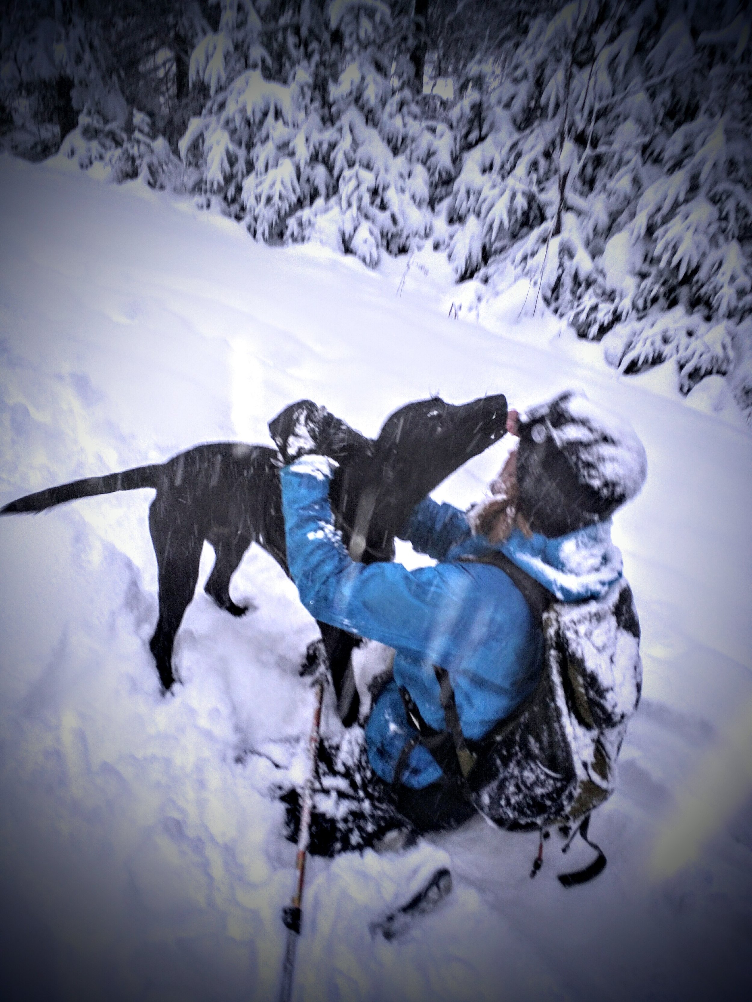 Doggie kisses in the snow.