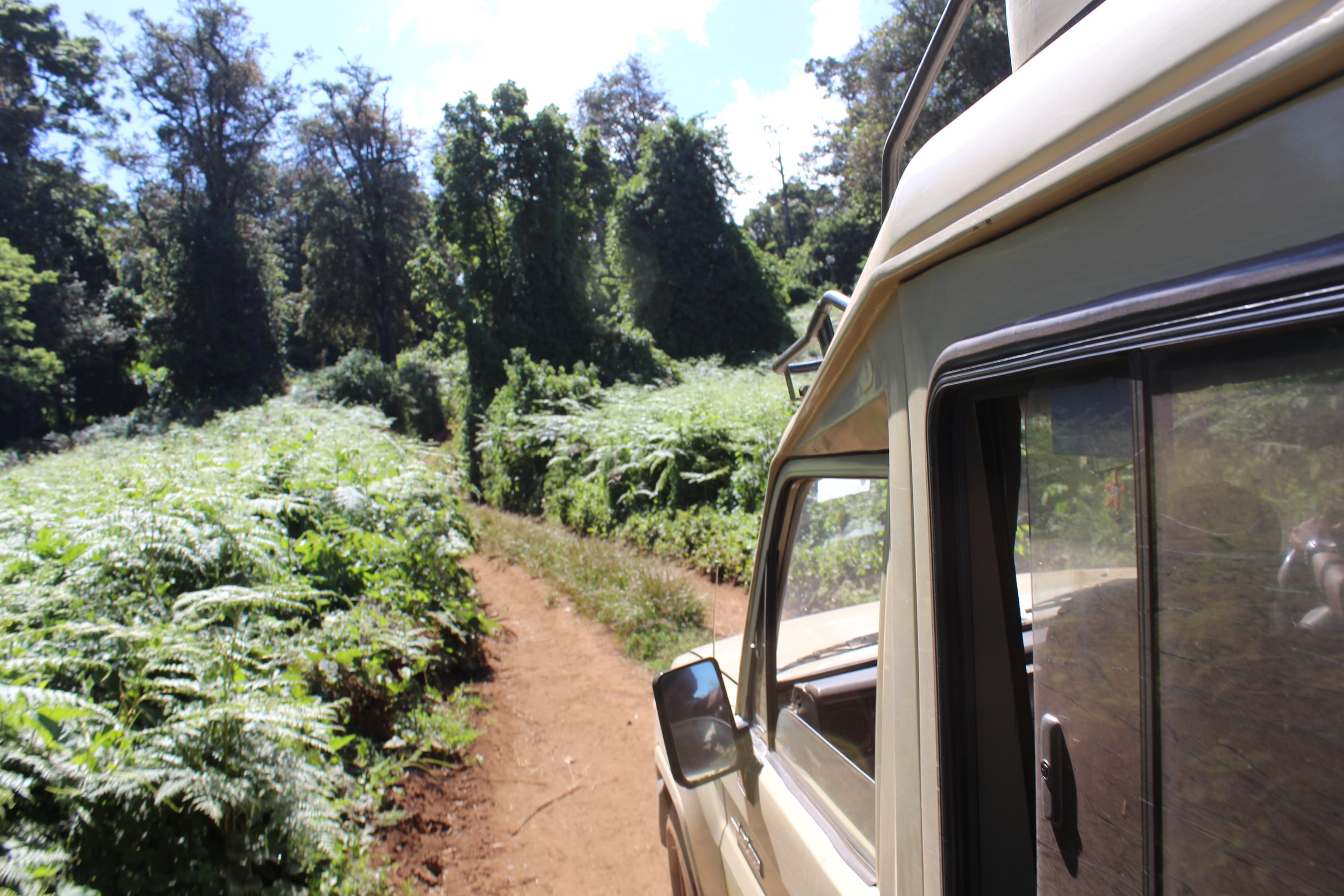 Road to the Lemosho Gate.