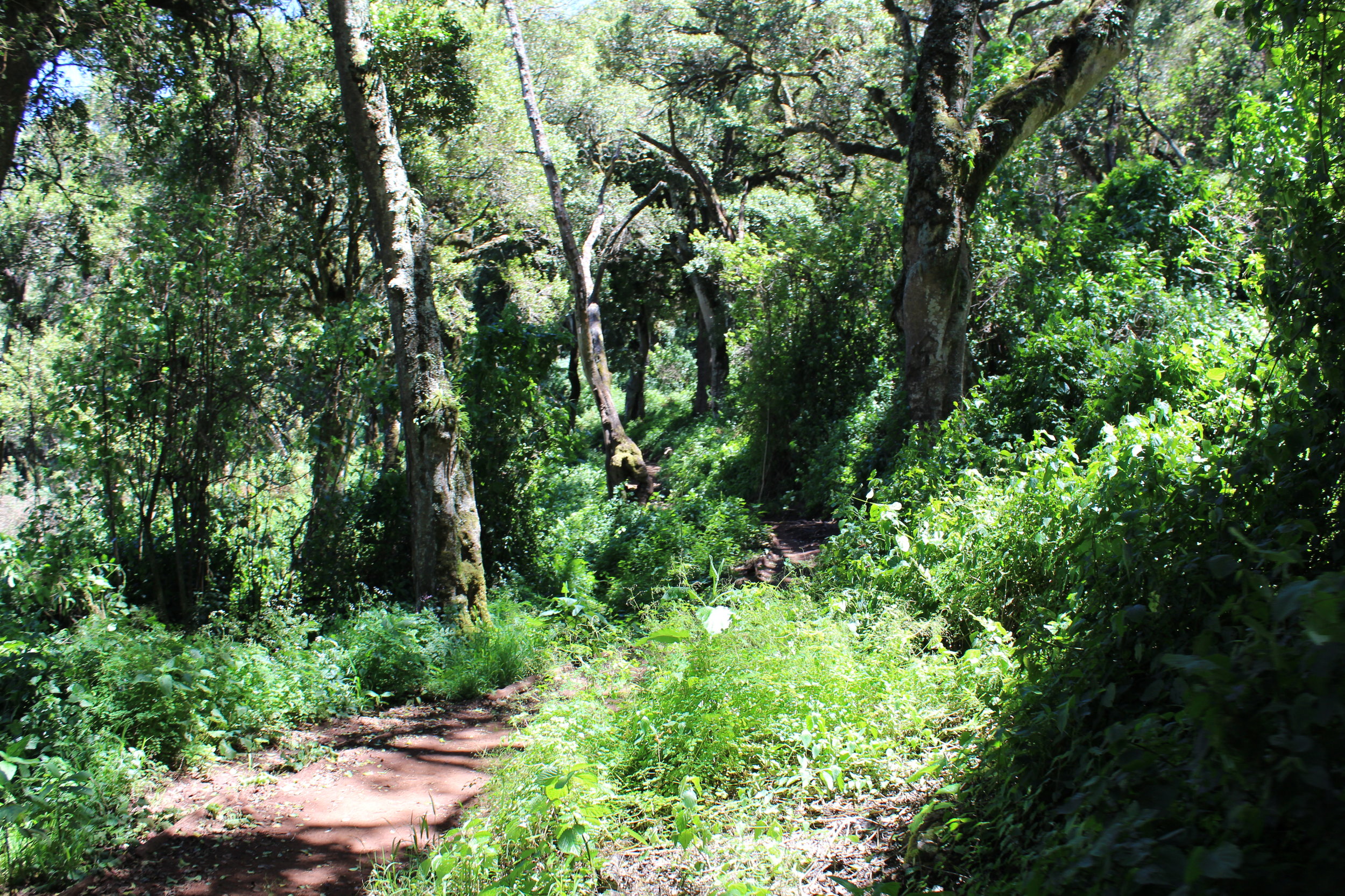 Day 1 hiking view on the Lemosho Route.